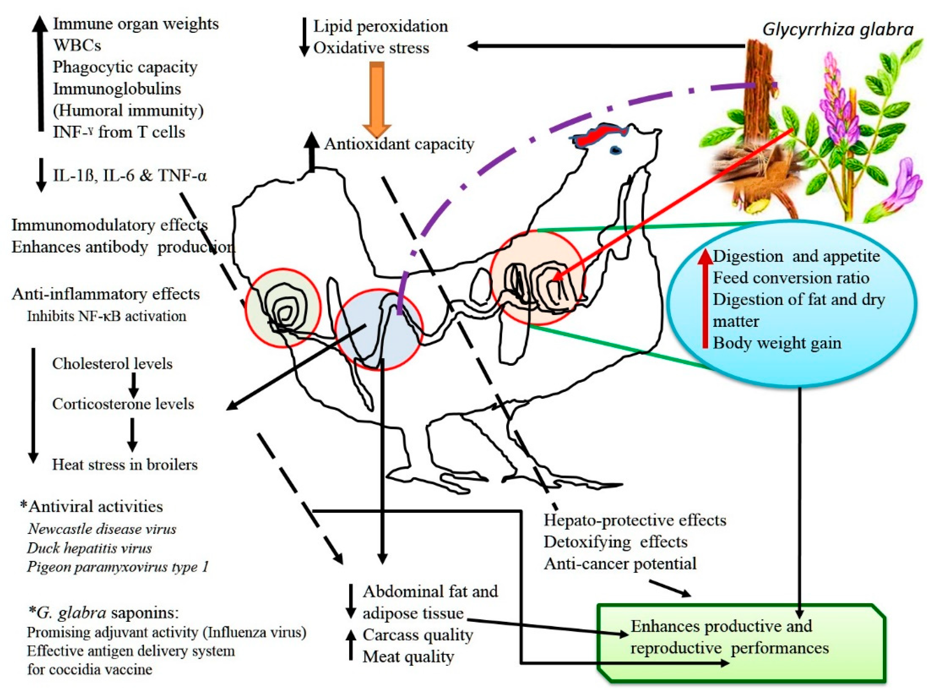 Animals 09 00536 g002