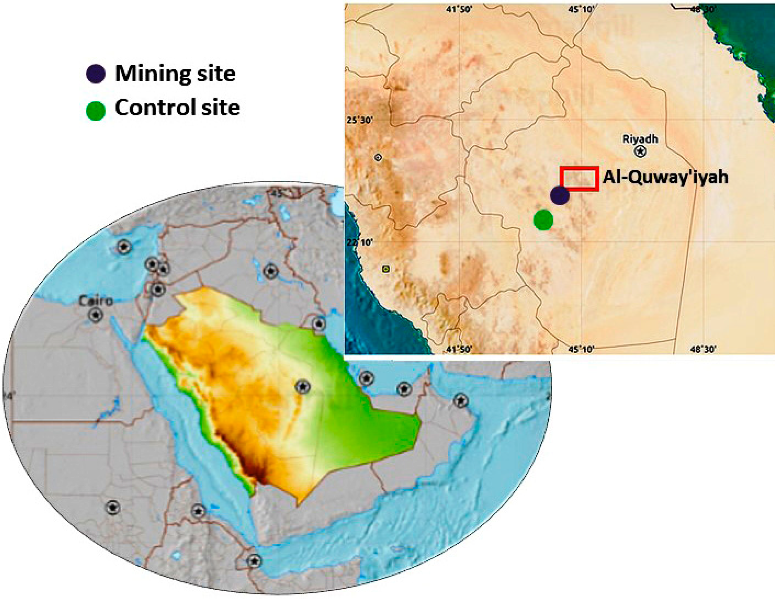 Animals | Free Full-Text | Effects of Mining Activities on Gerbillus nanus in Saudi Arabia: A Biochemical and Histological Study Animals | Free Full-Text | Effects of Mining Activities on Gerbillus nanus in Saudi Arabia: A Biochemical and Histological Study
