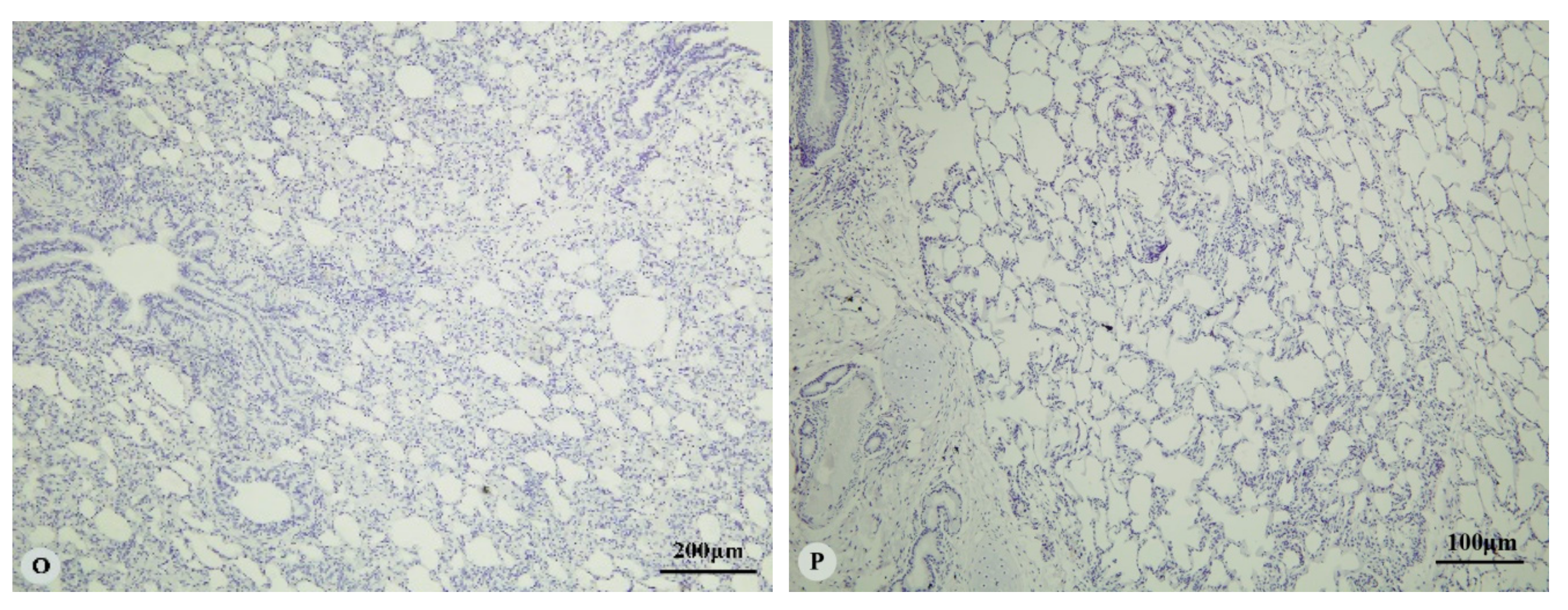 Animals 09 00673 g002c