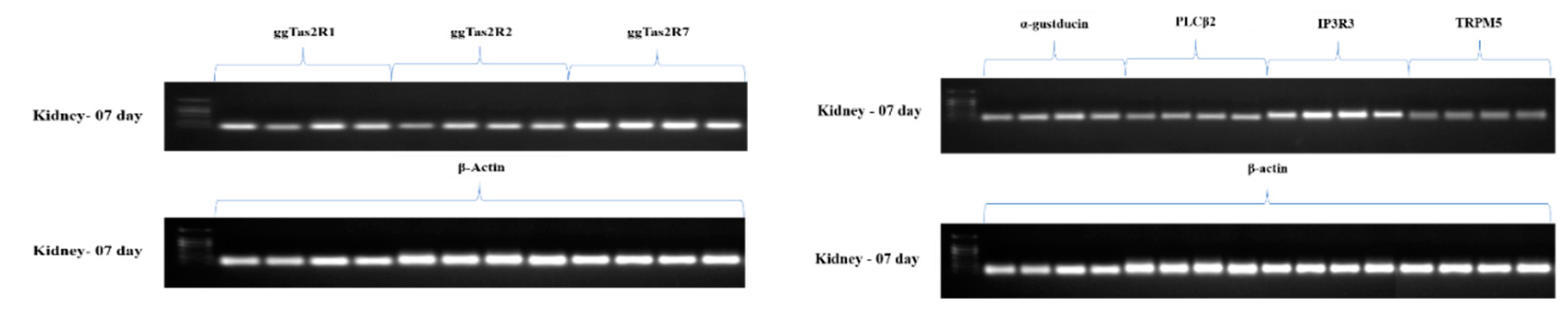 Animals 09 00701 g006a