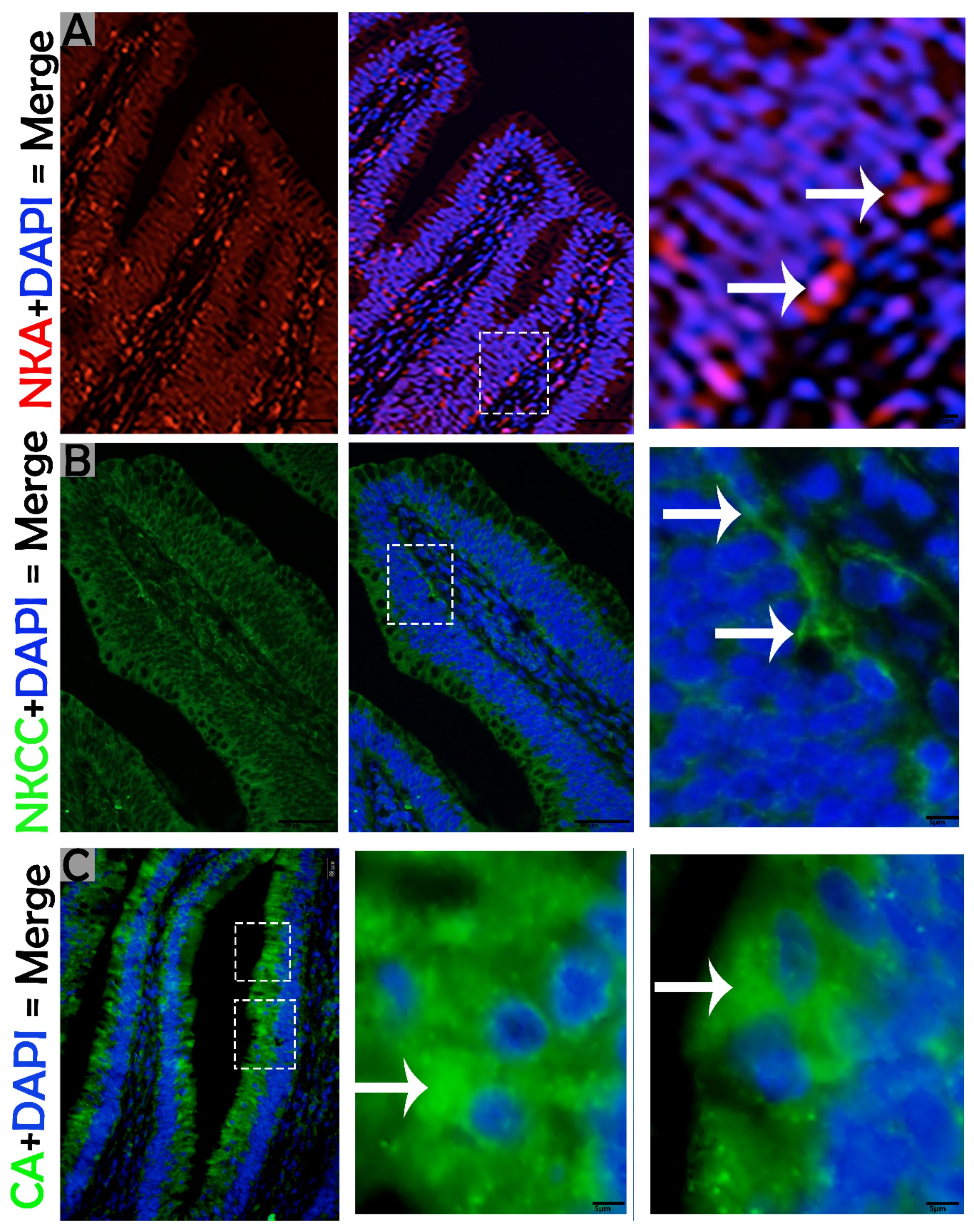 Animals 09 00717 g006