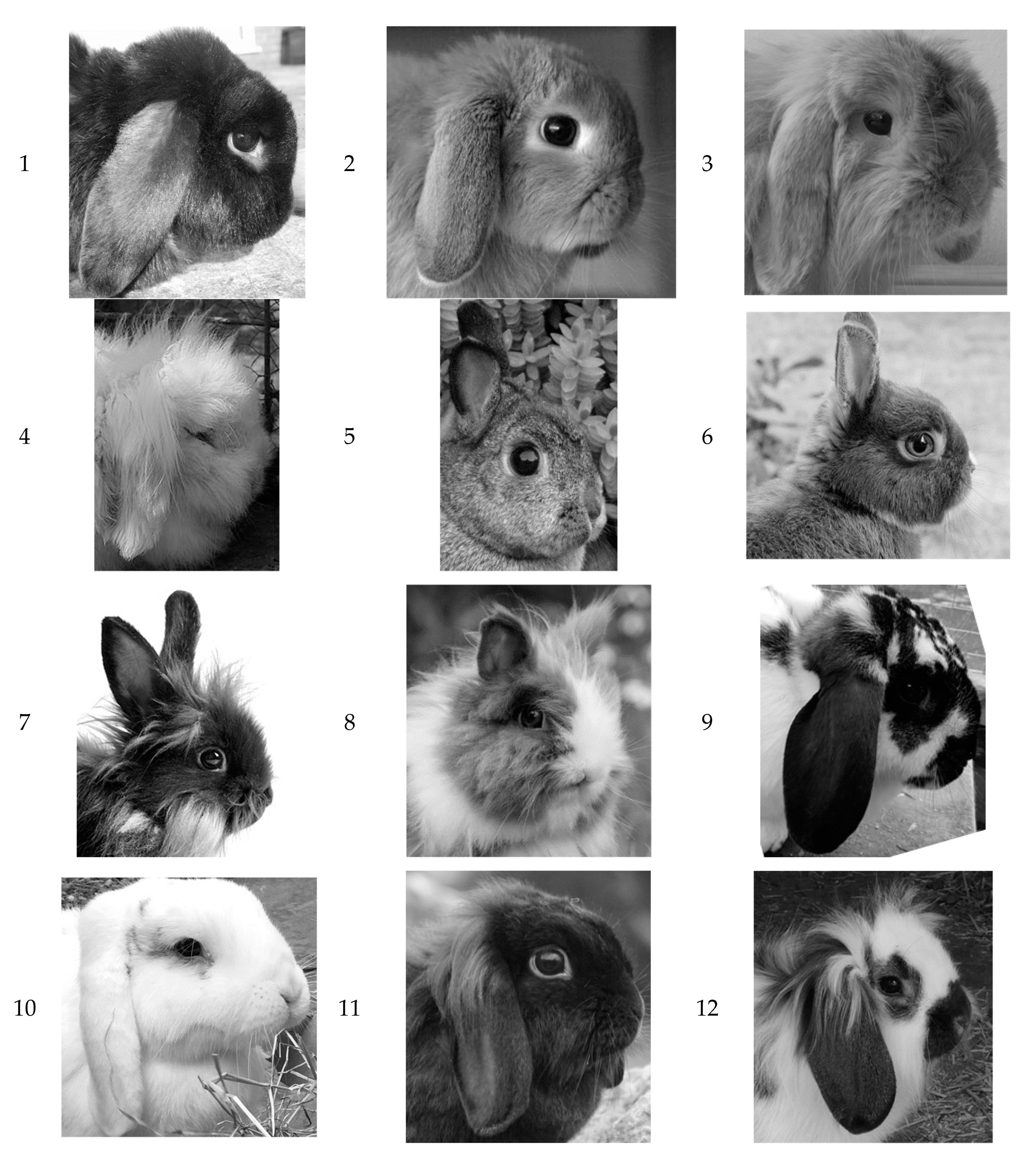 Animals | Free Full-Text | What Makes a Rabbit Cute? Preference for Rabbit  Faces Differs according to Skull Morphology and Demographic Factors