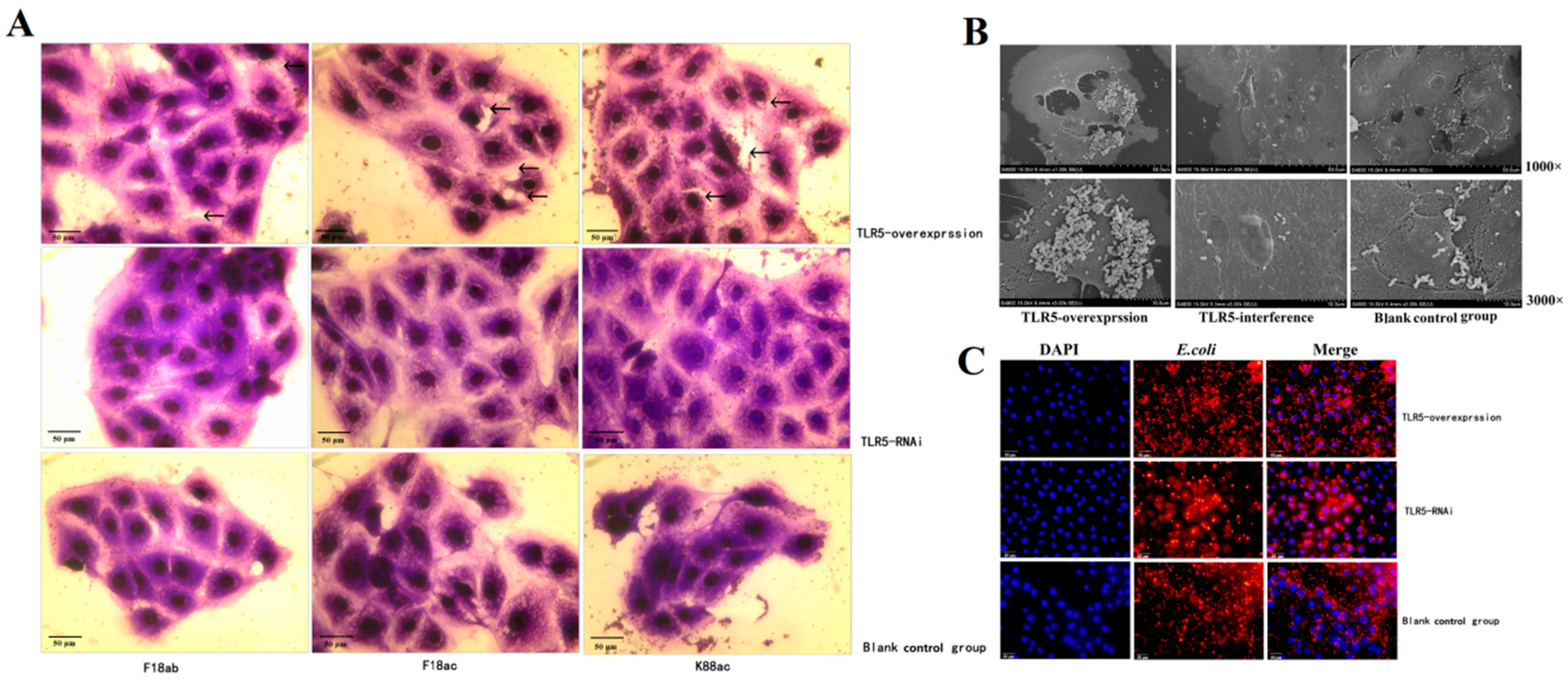 Animals Free Full Text Regulation And Molecular Mechanism Of Tlr5 On Resistance To Escherichia Coli F18 In Weaned Piglets