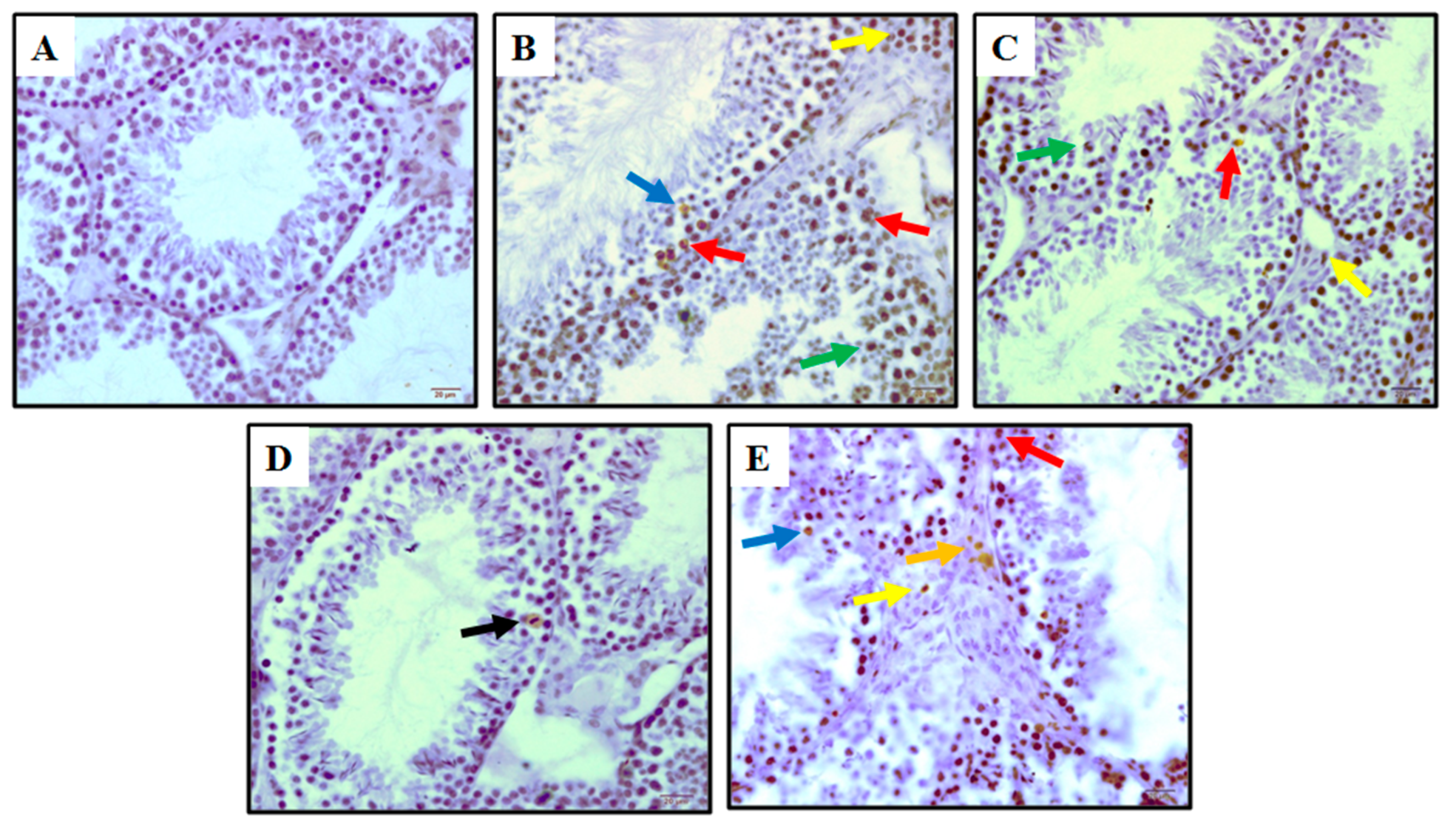 Animals 09 00743 g004