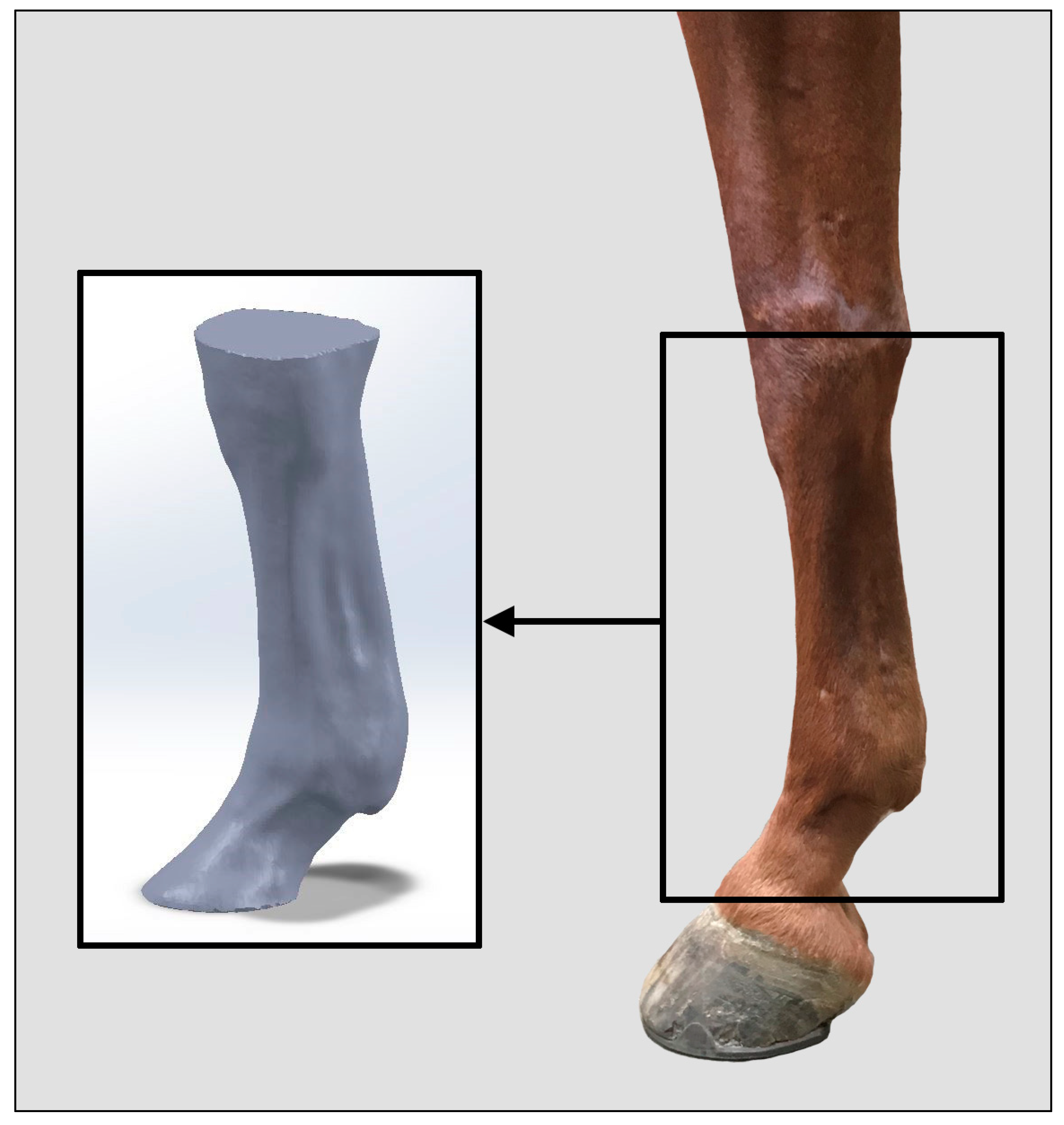 Animals 09 00751 g001