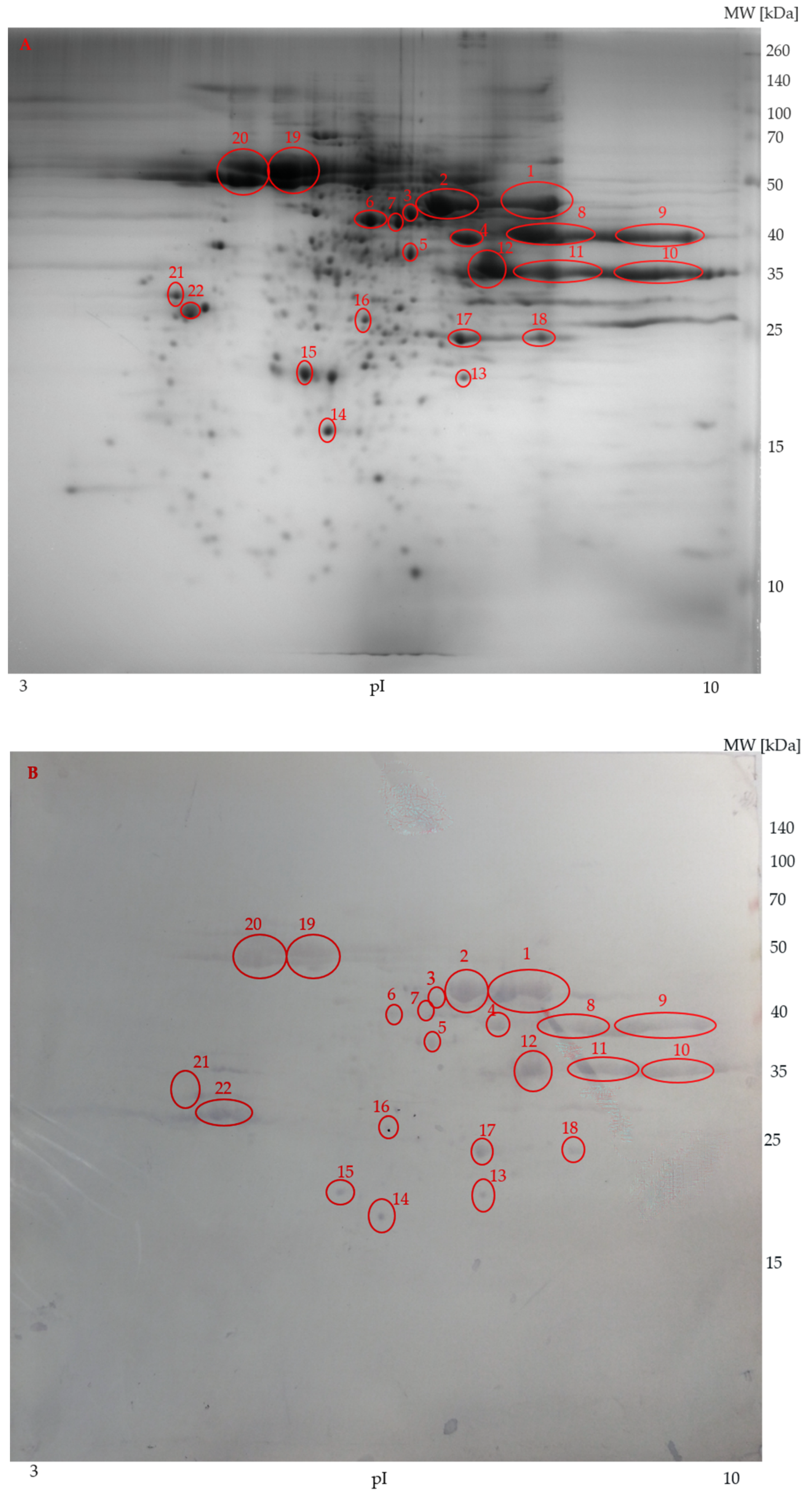 Animals 09 00753 g005