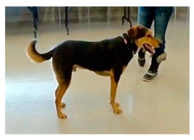 Animals 09 00767 i002 Animals 09 00767 i002