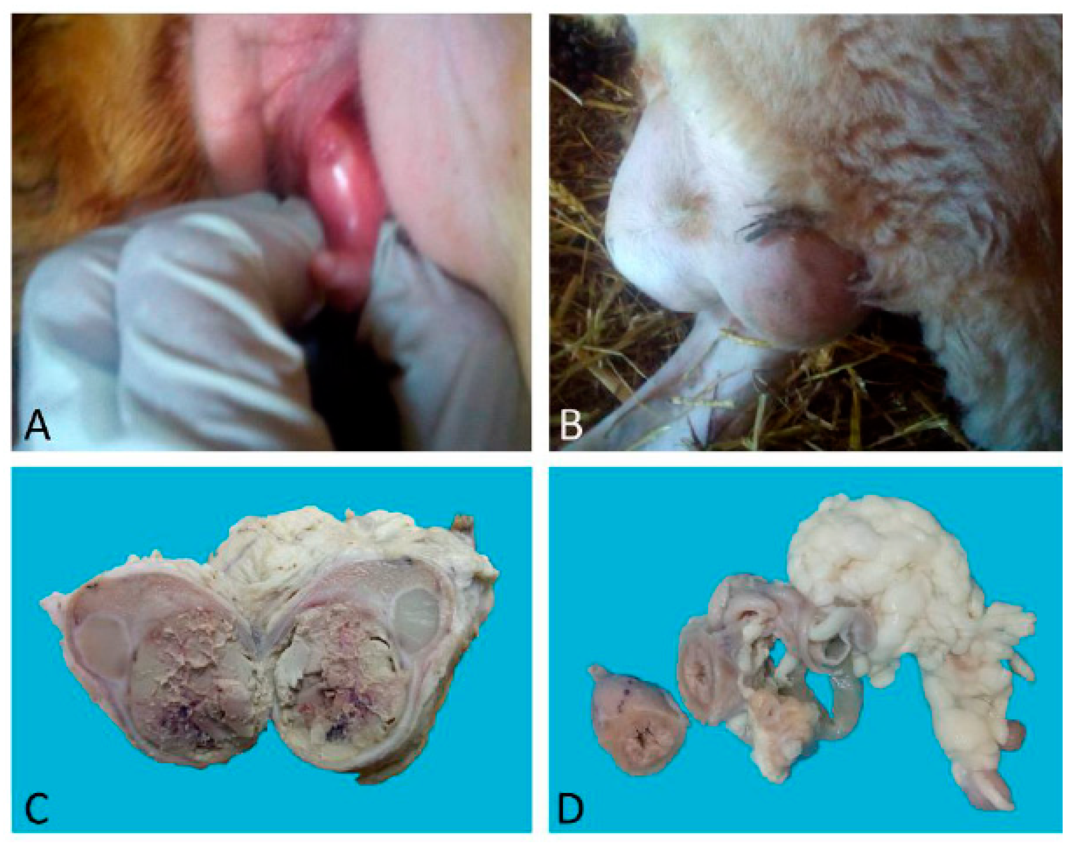 Animals 09 00776 g001