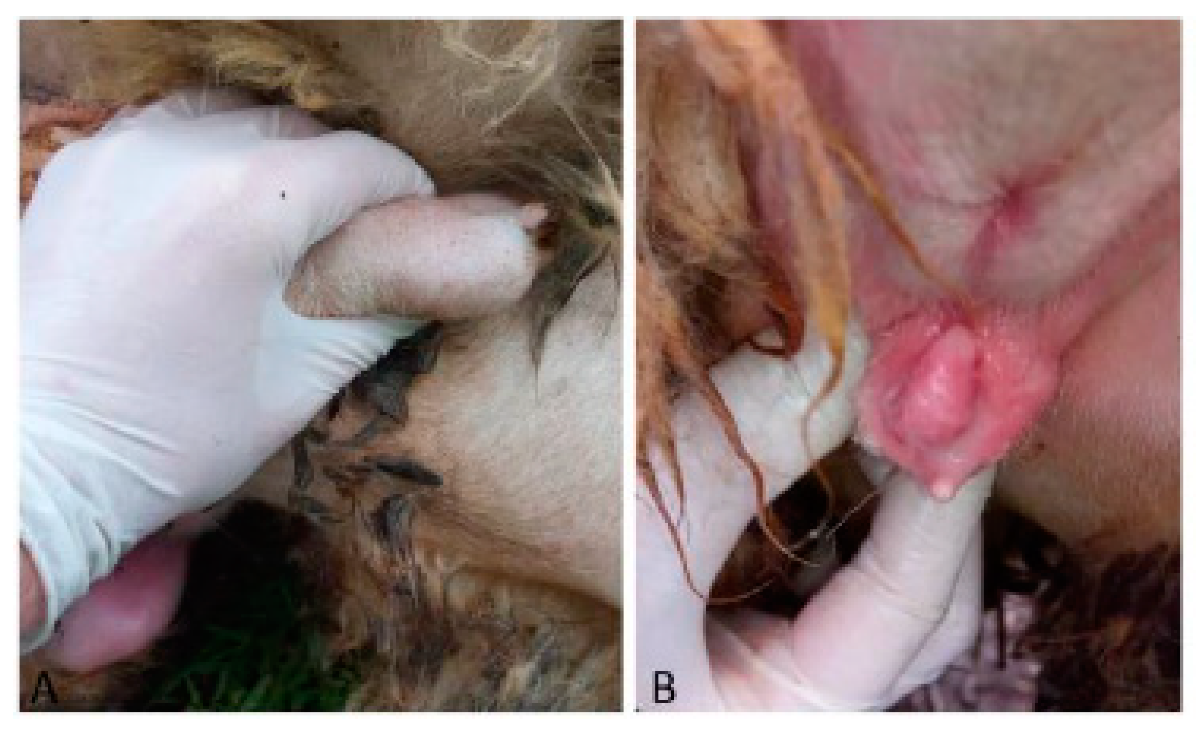 Animals 09 00776 g004