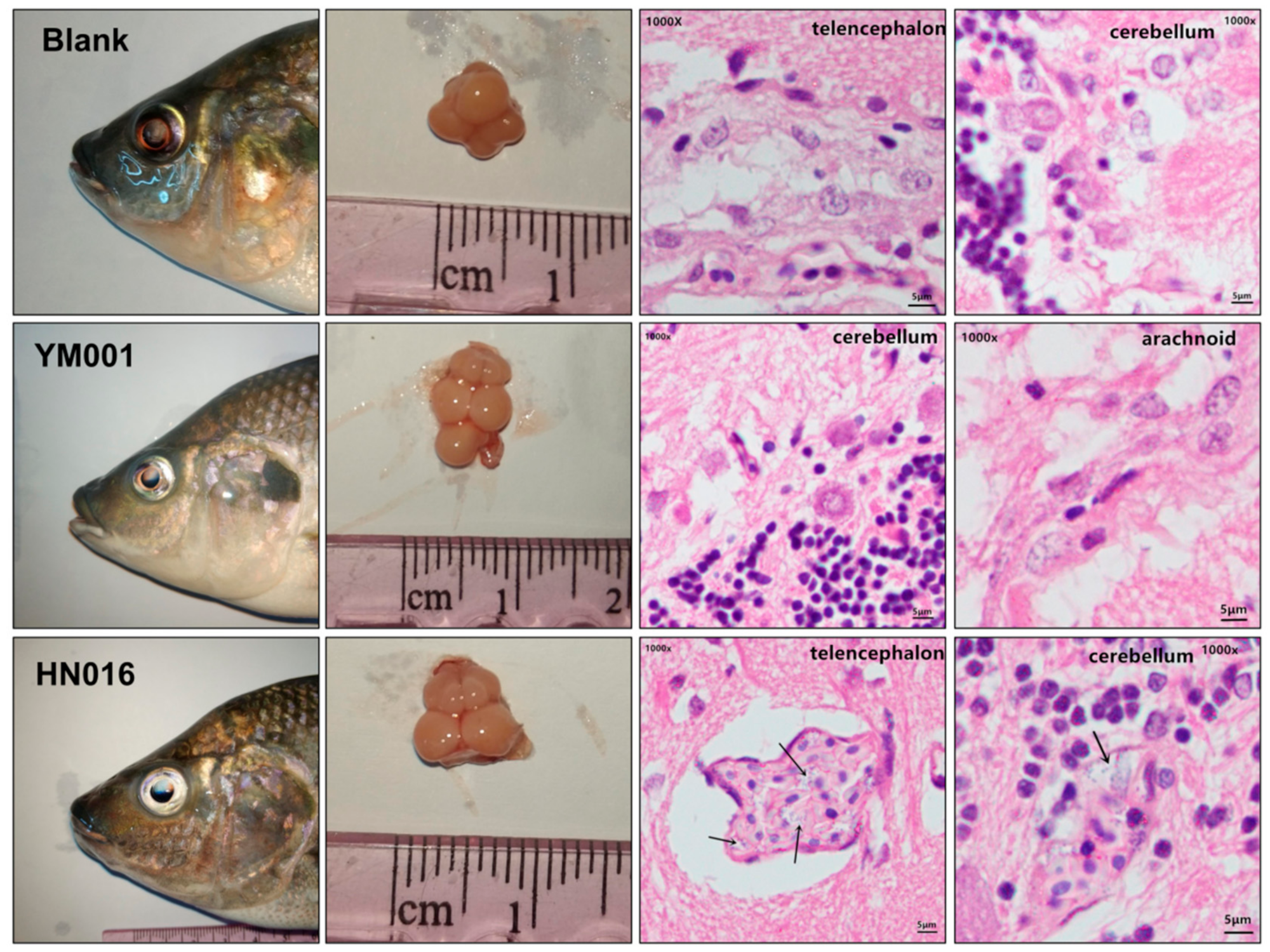 Animals 09 00818 g002 Animals 09 00818 g002