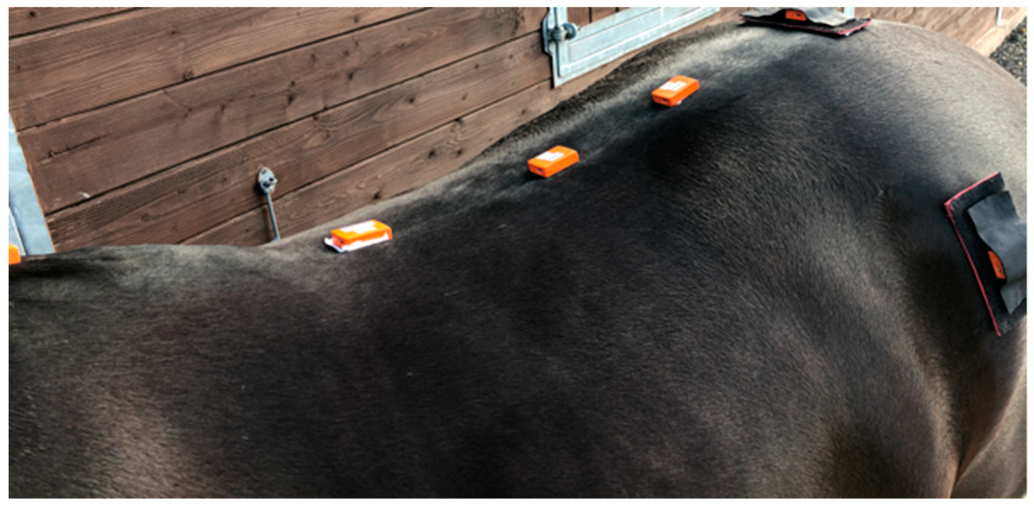 Animals 09 00842 g002