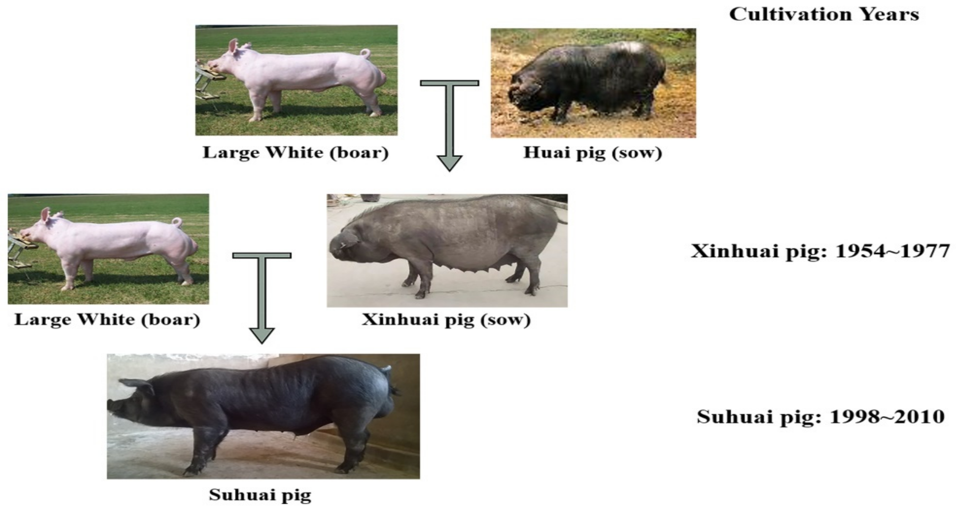 Animals 09 00858 g001