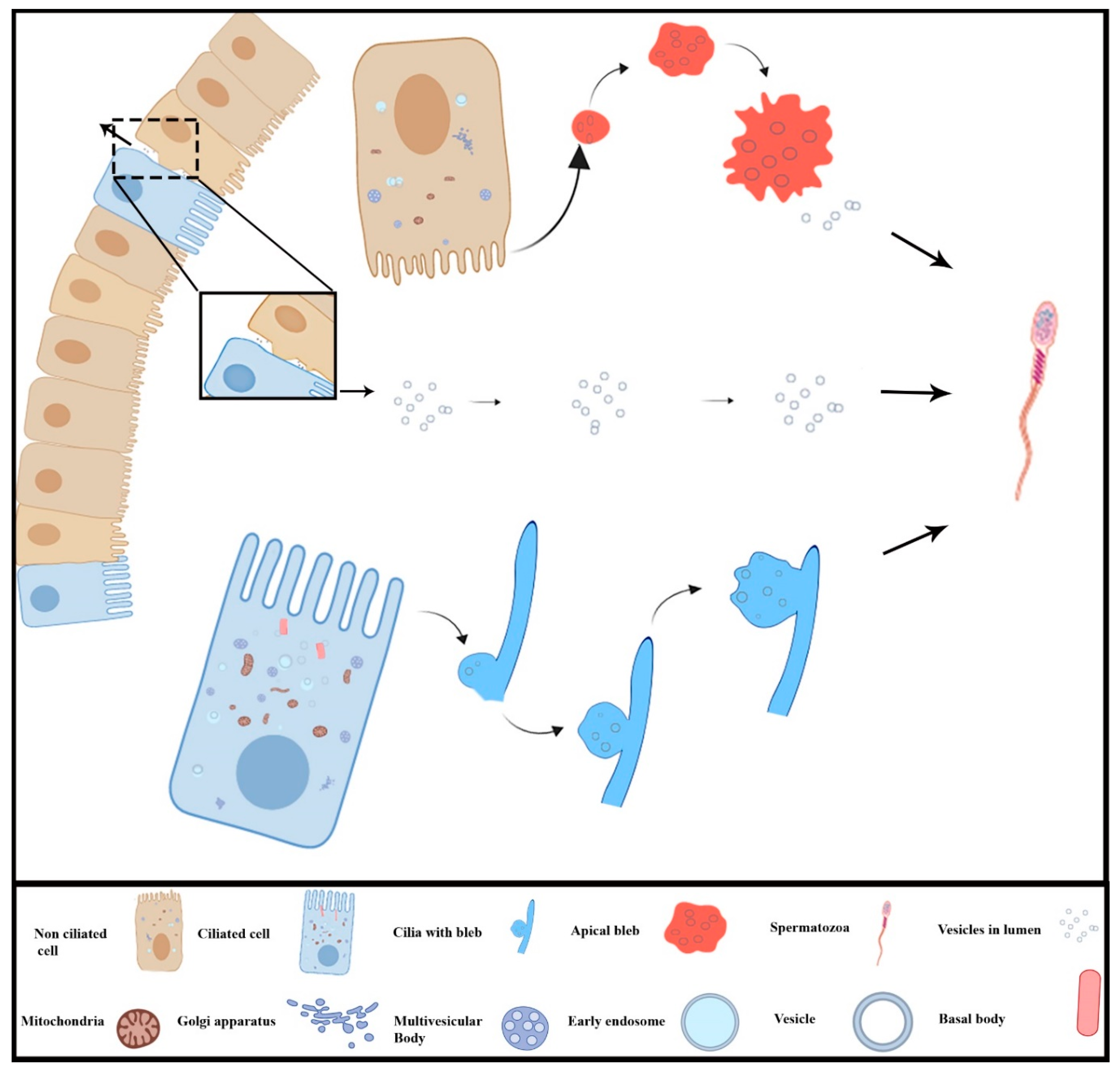 Animals 09 00888 g006 Animals 09 00888 g006