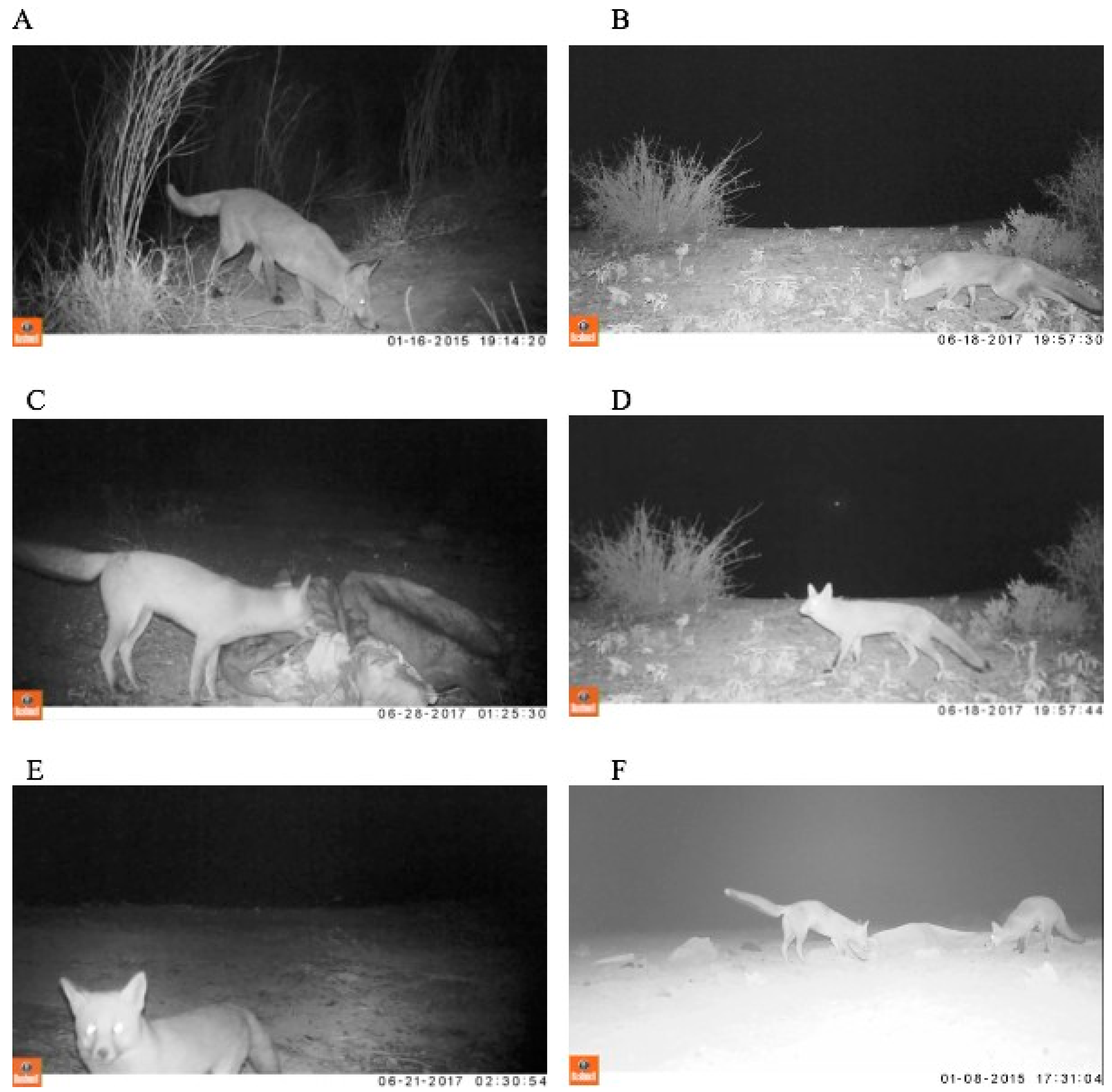 Animals 09 00907 g001