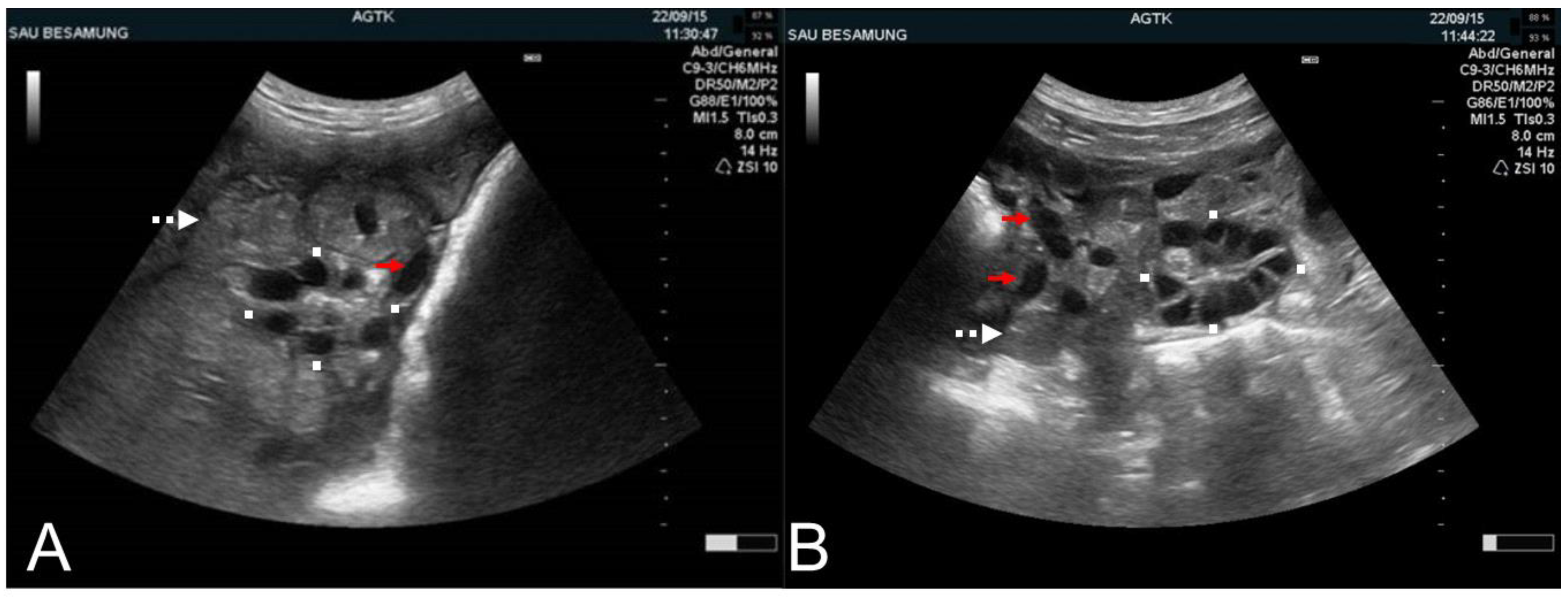 Animals | Free Full-Text | Principles and Clinical Uses of Real-Time  Ultrasonography in Female Swine Reproduction
