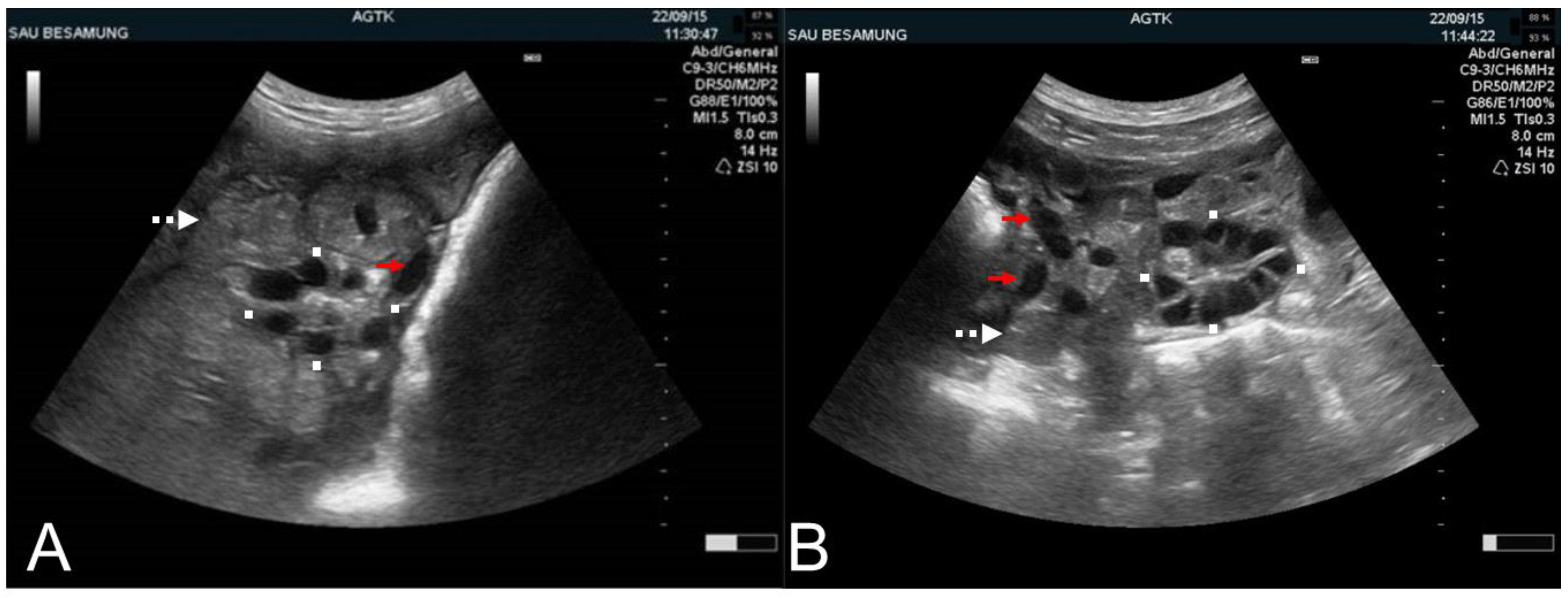 Animals | Free Full-Text | Principles and Clinical Uses of Real-Time Ultrasonography in Female Swine Reproduction Animals | Free Full-Text | Principles and Clinical Uses of Real-Time Ultrasonography in Female Swine Reproduction
