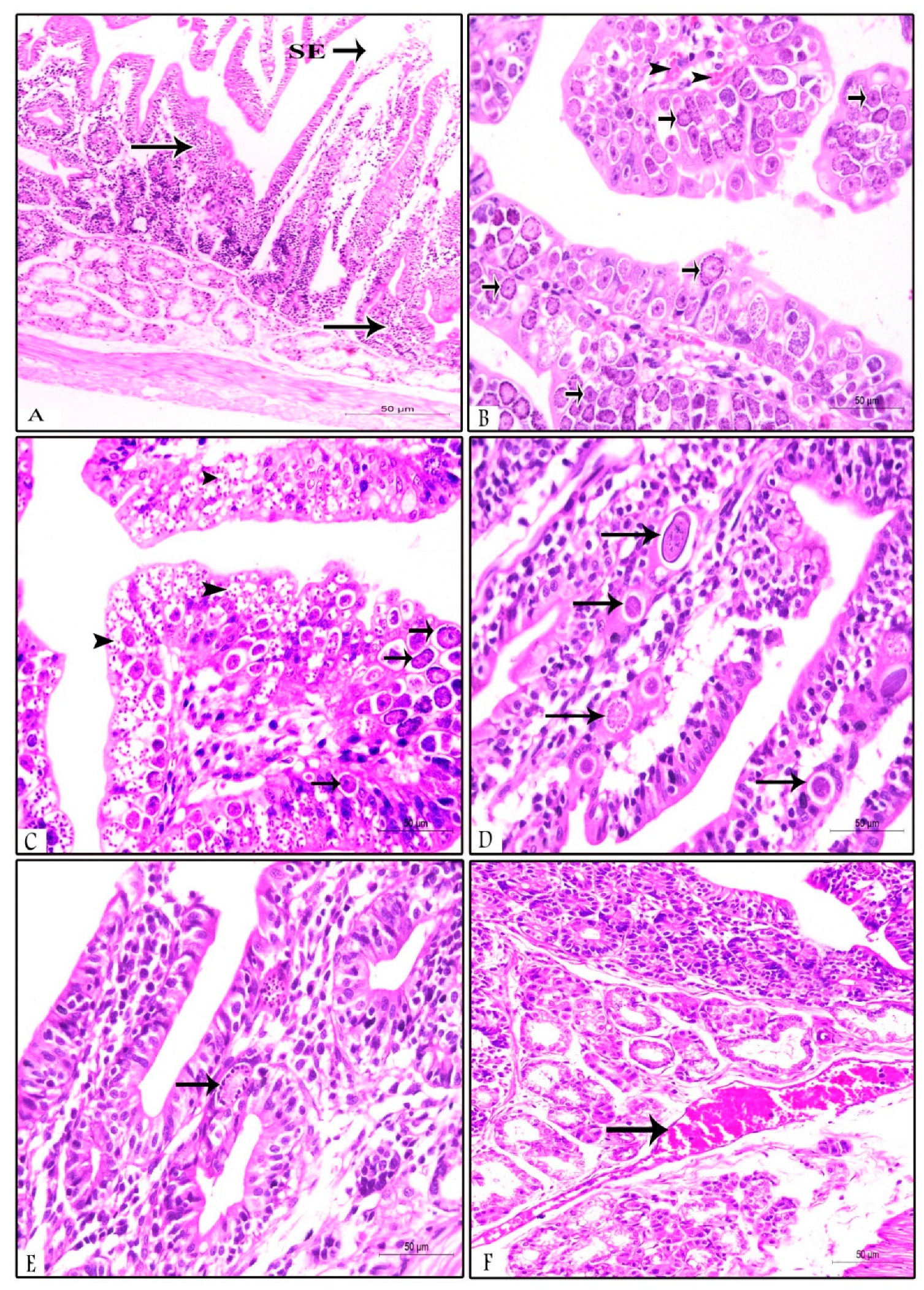 Animals 09 00965 g002 Animals 09 00965 g002