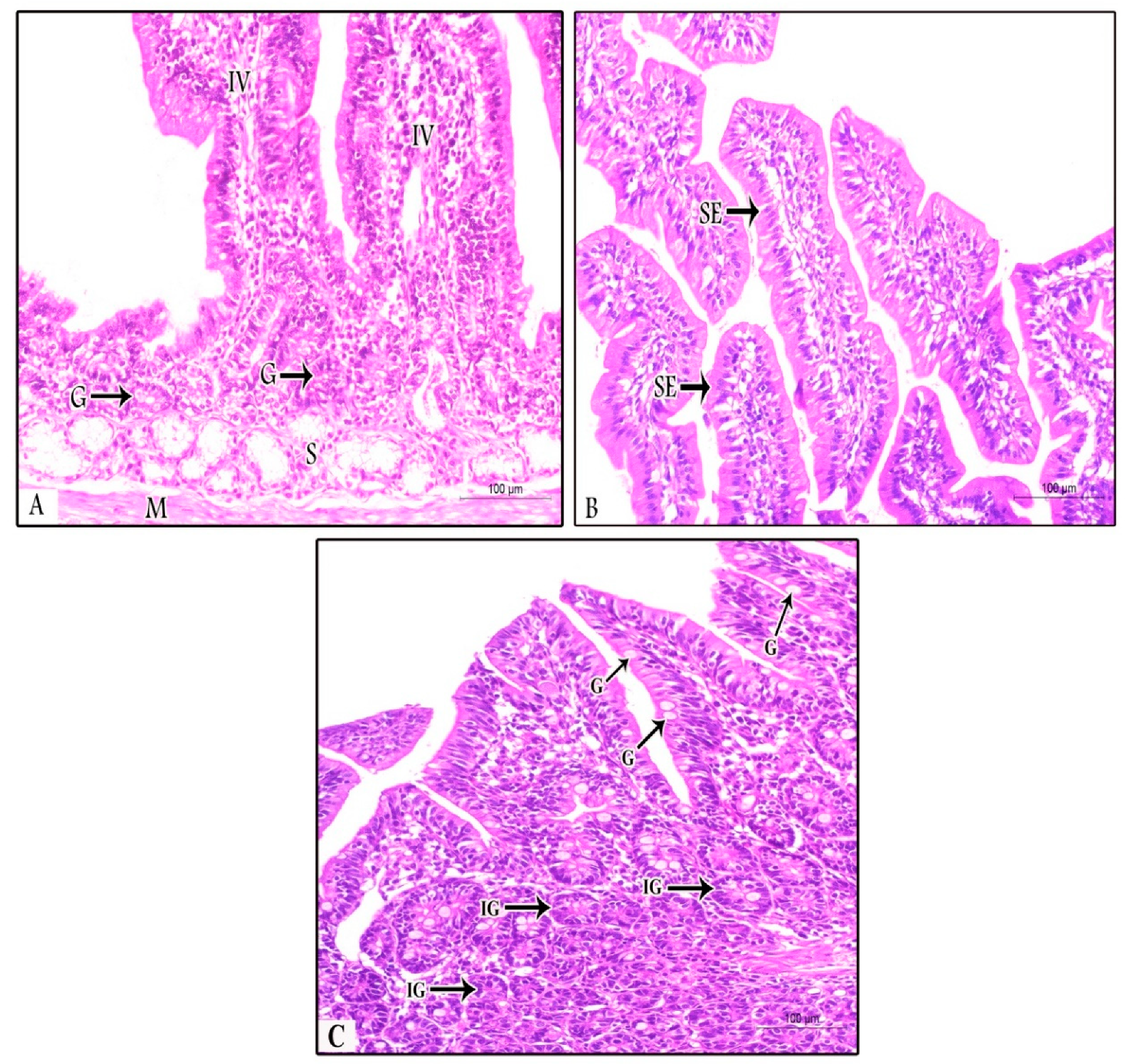 Animals 09 00965 g003 Animals 09 00965 g003