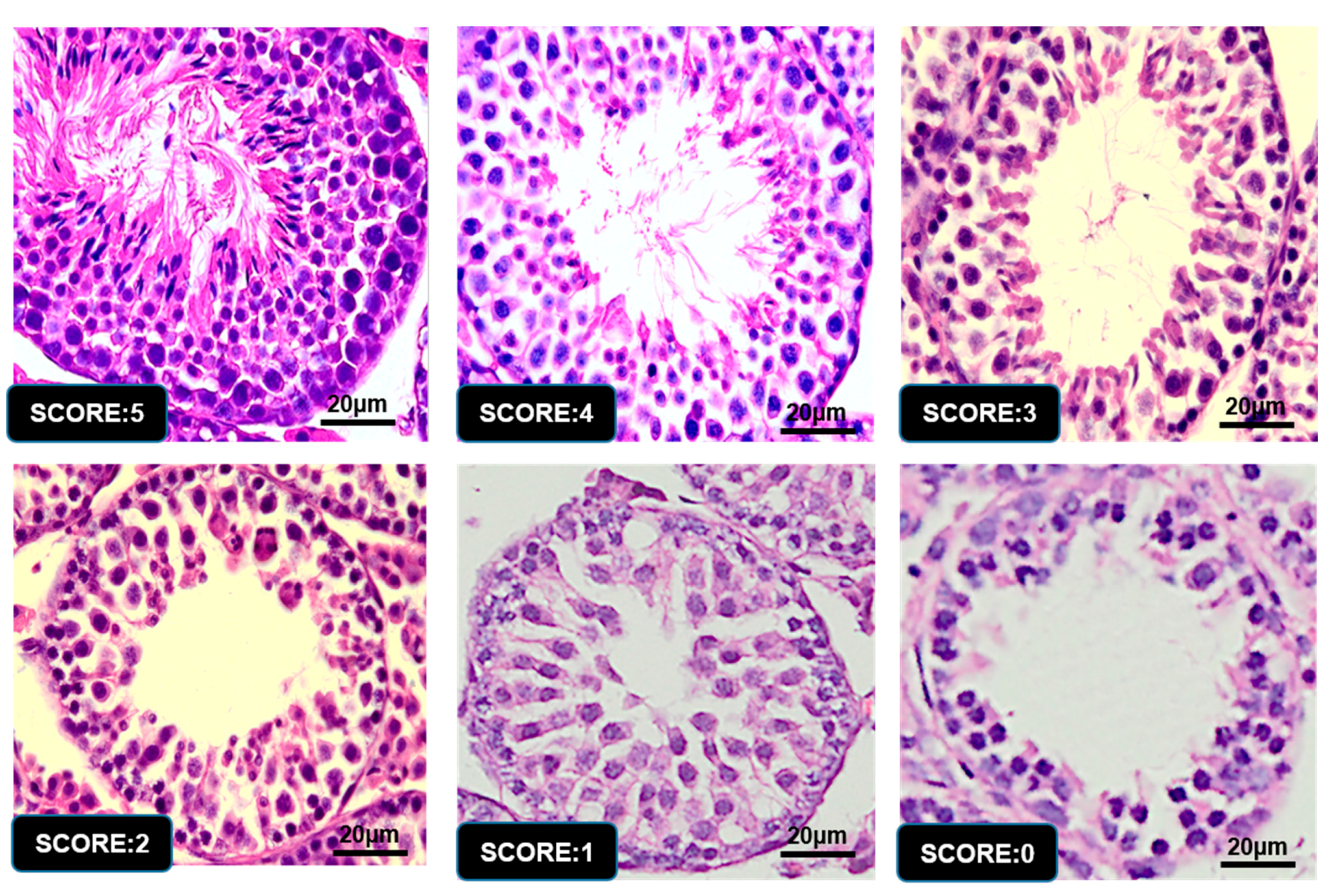 Animals 09 00977 g006 Animals 09 00977 g006