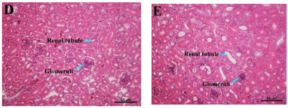 Animals 09 00998 g006b Animals 09 00998 g006b