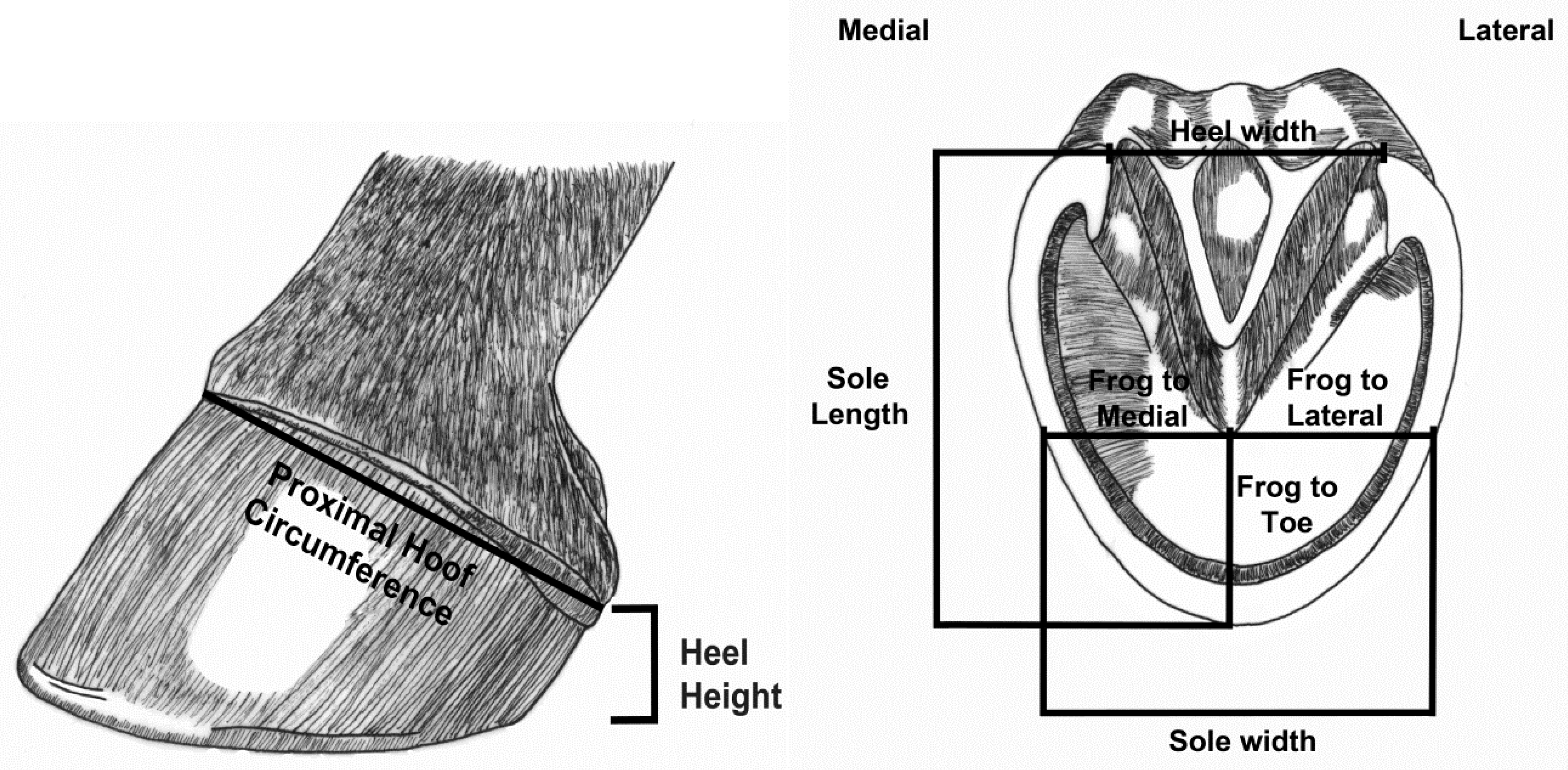 How often should a horse's front feet be trimmed/shoed, and what are the  consequences of neglecting this process? - Quora