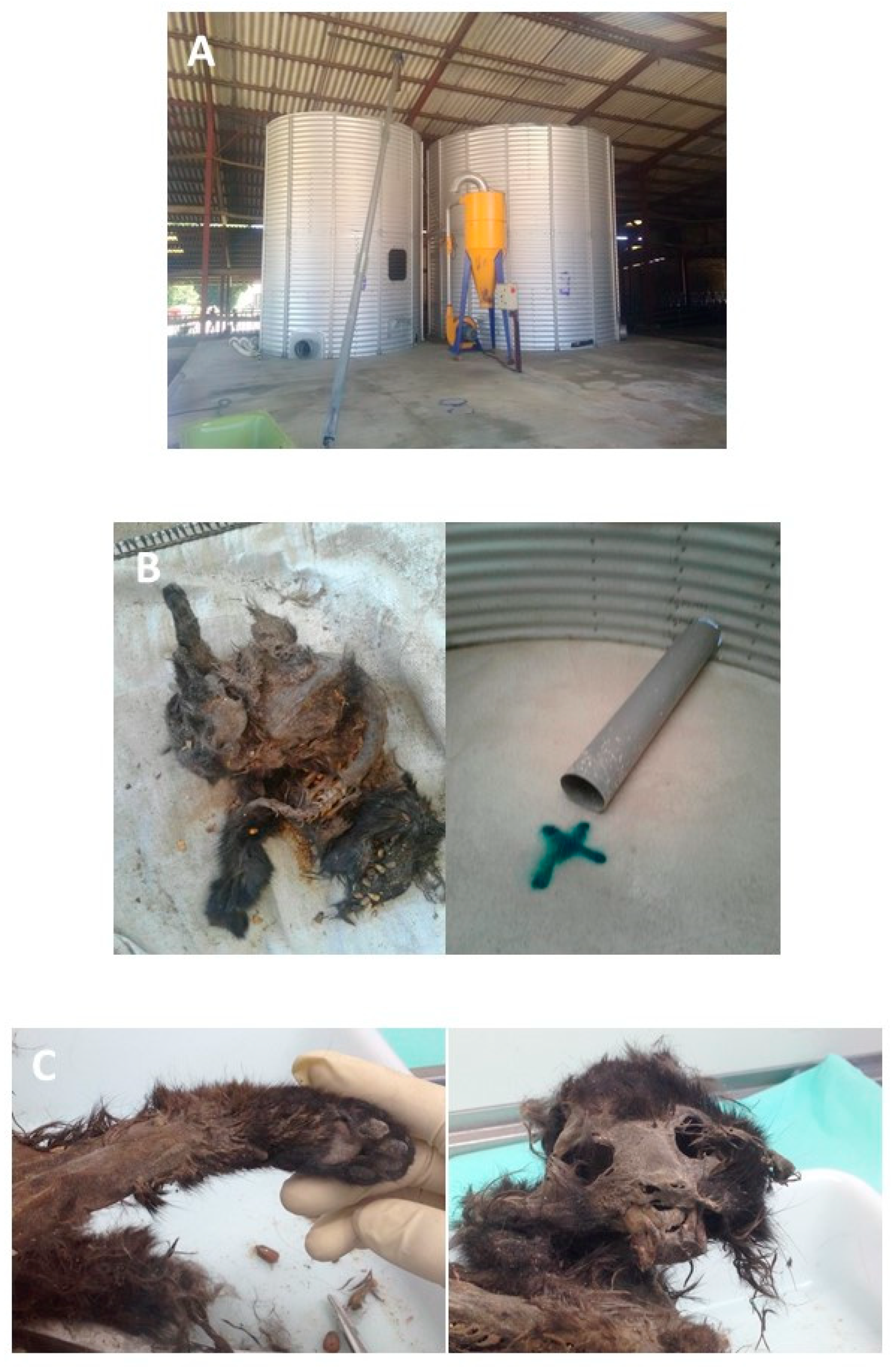 Animals 09 01025 g004