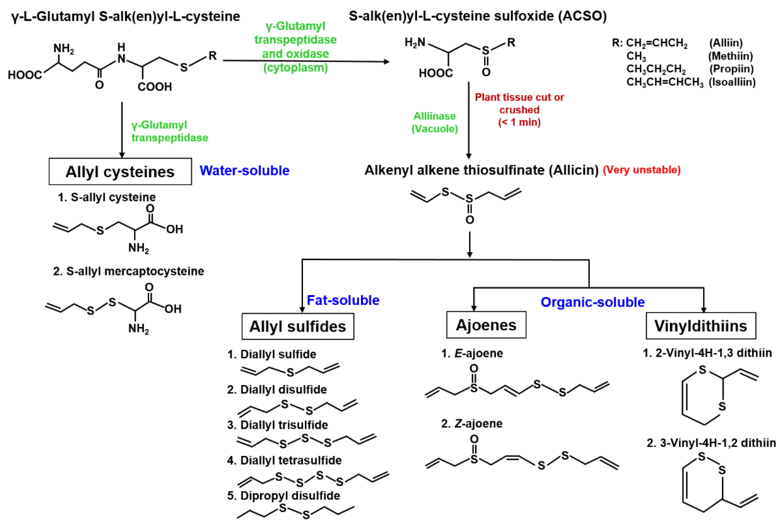 anthelmintic activity of allium sativum
