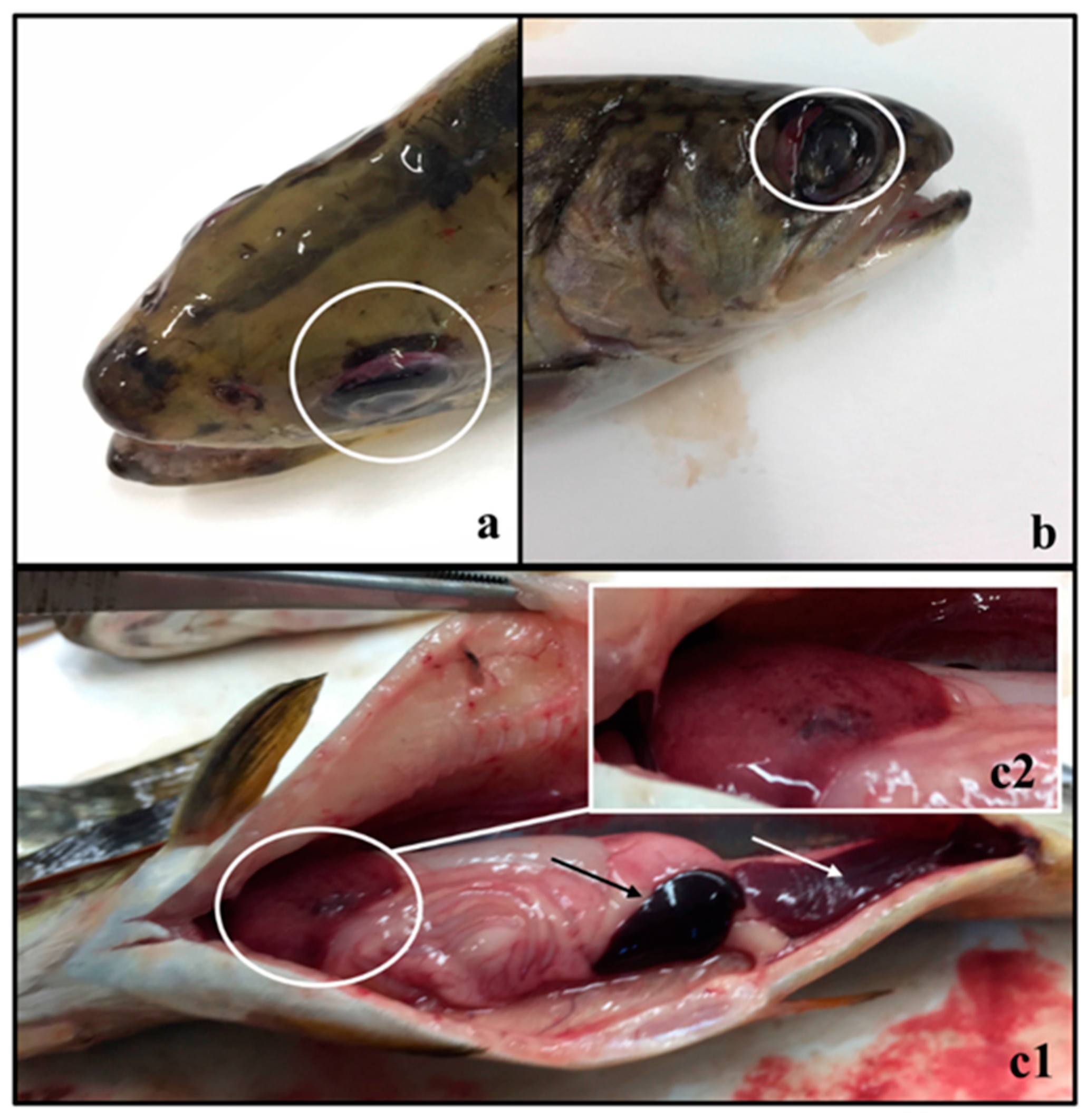 Animals 09 01043 g001