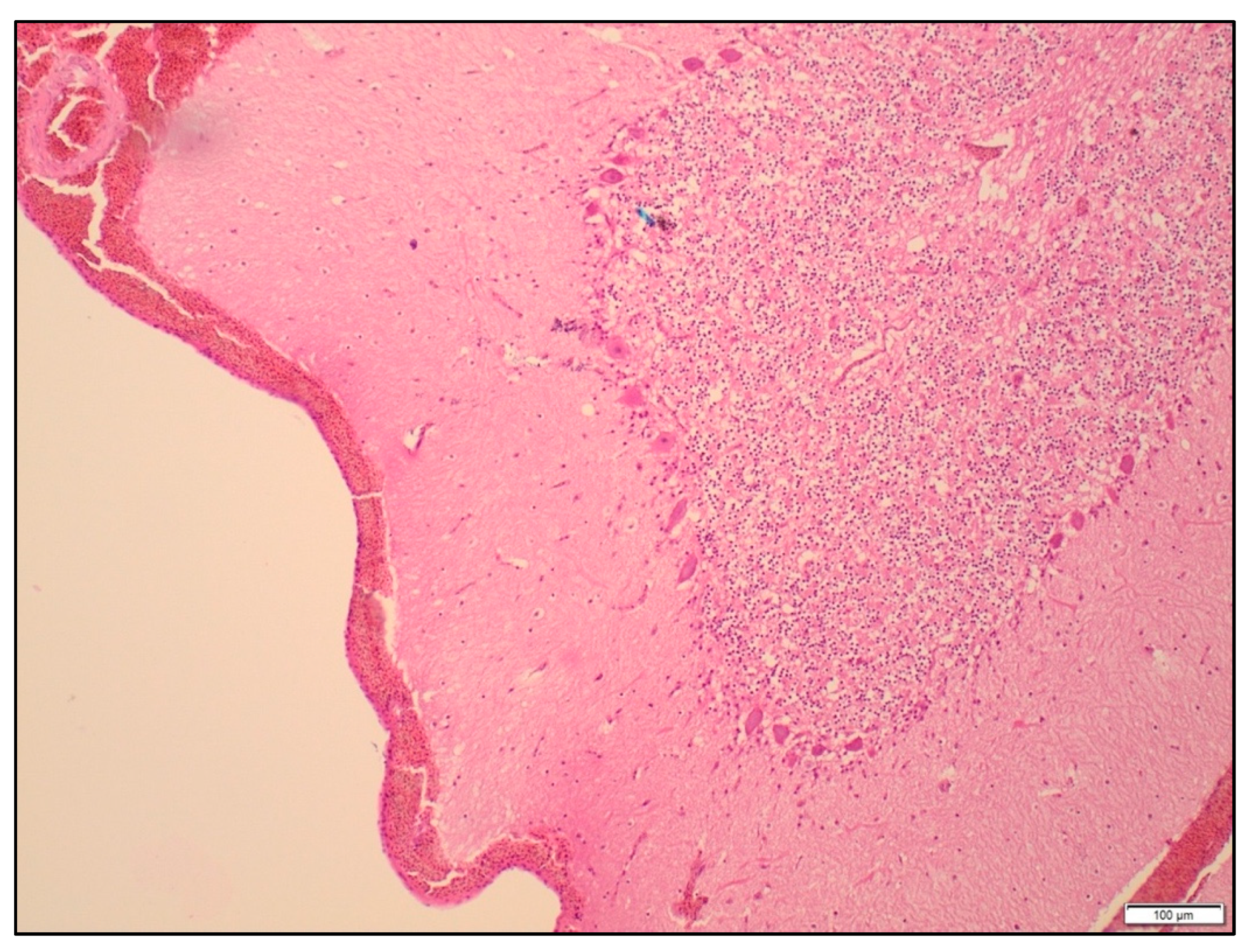 Animals 09 01049 g004