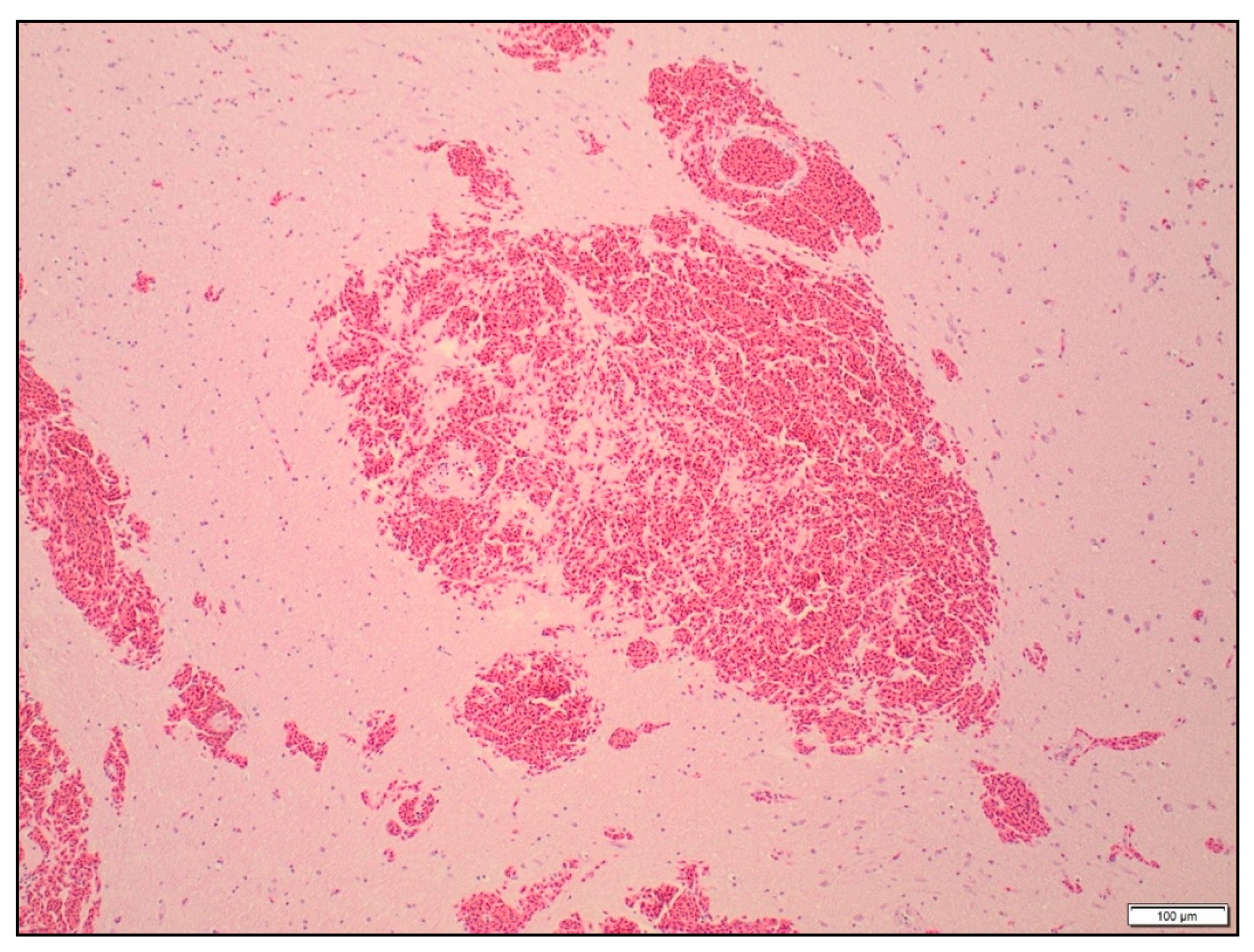 Animals 09 01049 g005