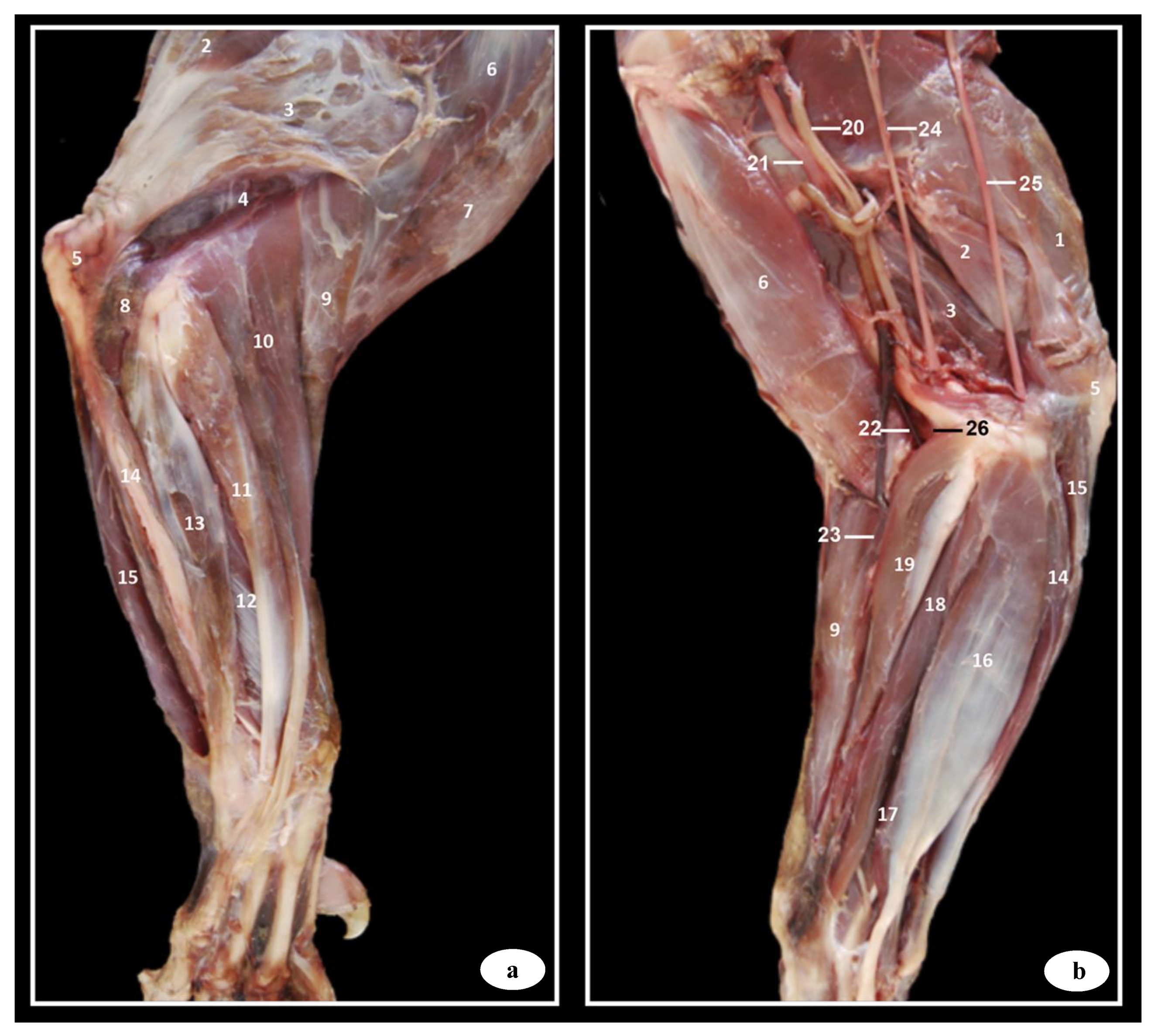 Animals | Free Full-Text | Anatomic Study of the Elbow Joint in a Bengal Tiger (Panthera tigris tigris) Using Magnetic Resonance Imaging and Gross Dissections Animals | Free Full-Text | Anatomic Study of the Elbow Joint in a Bengal Tiger (Panthera tigris tigris) Using Magnetic Resonance Imaging and Gross Dissections