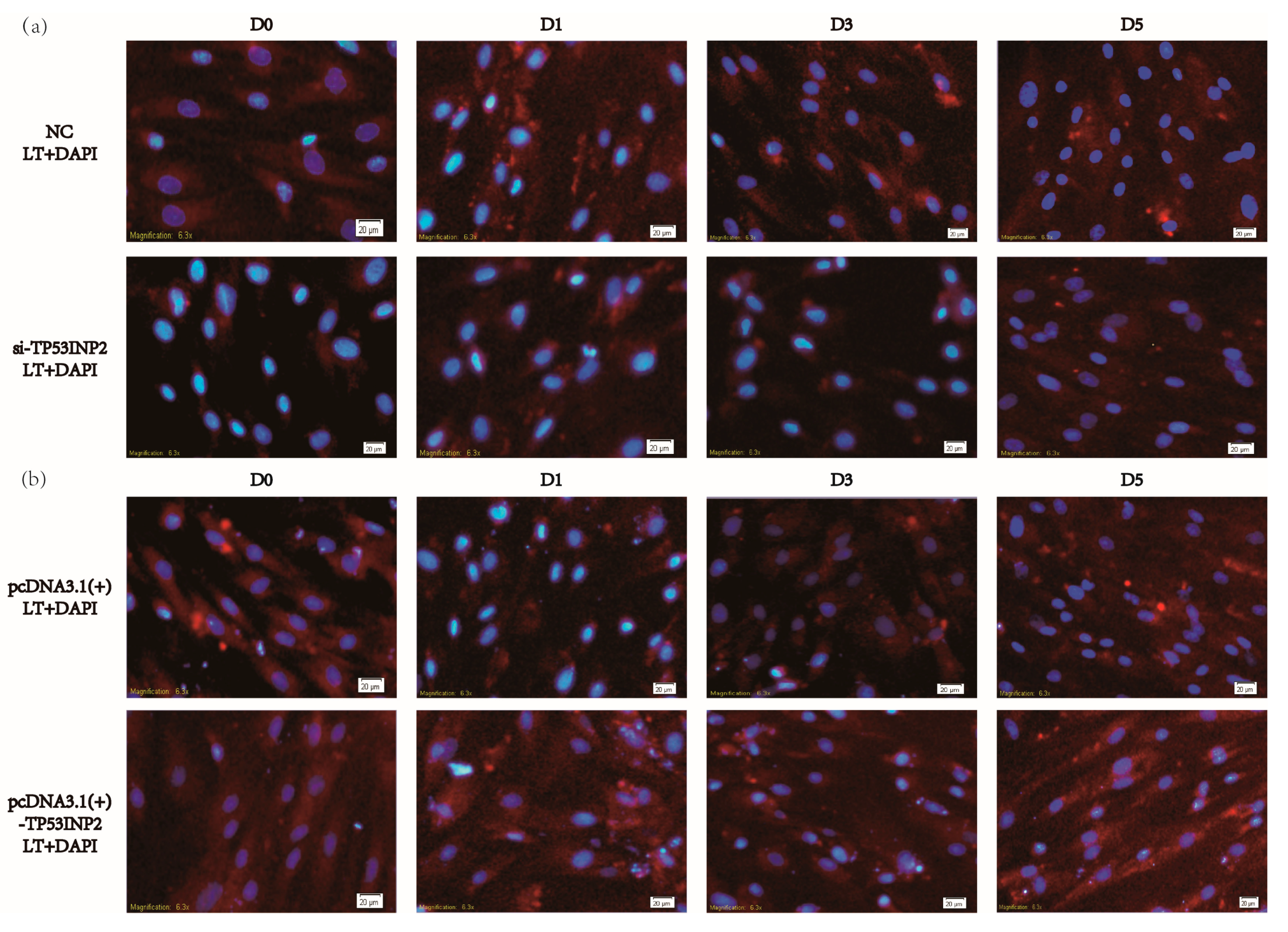 Animals 09 01060 g003