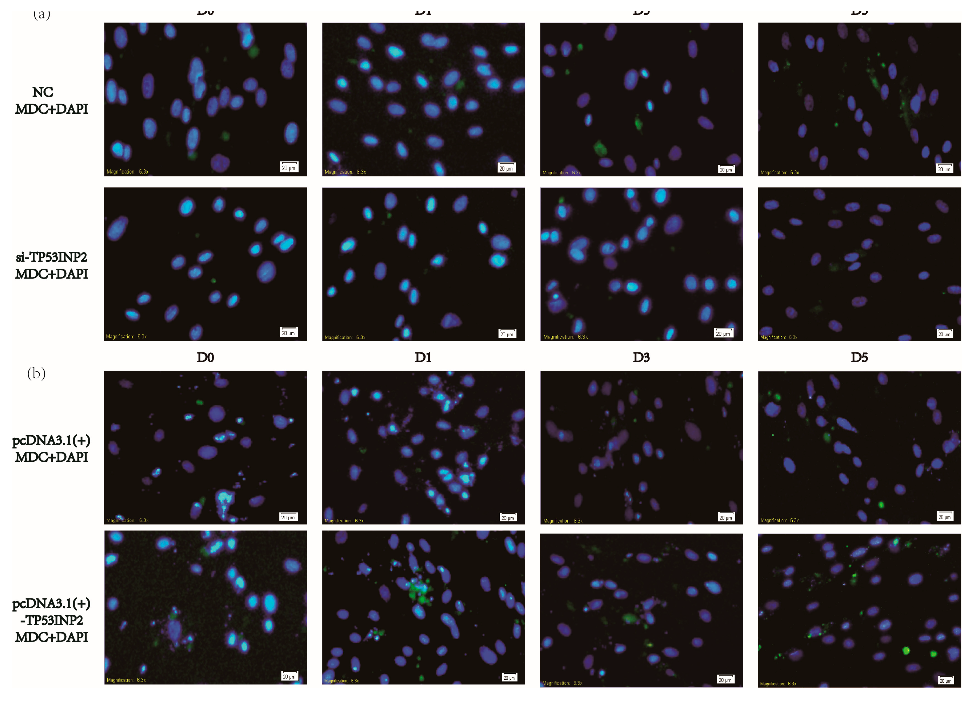 Animals 09 01060 g005