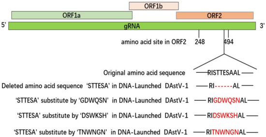 Identification of a Type-Specific Epitope in the ORF2