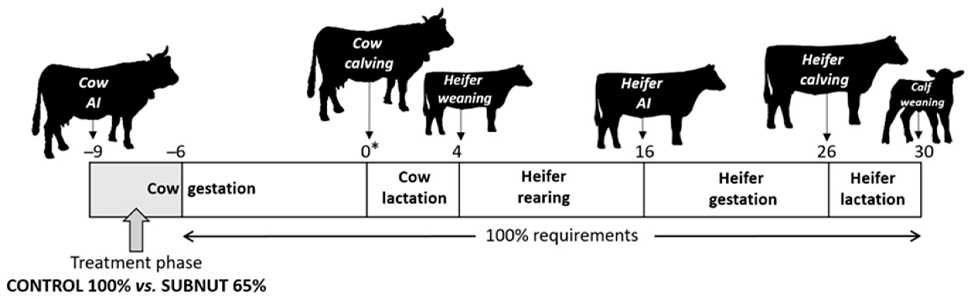 Cattle Cycle Chart