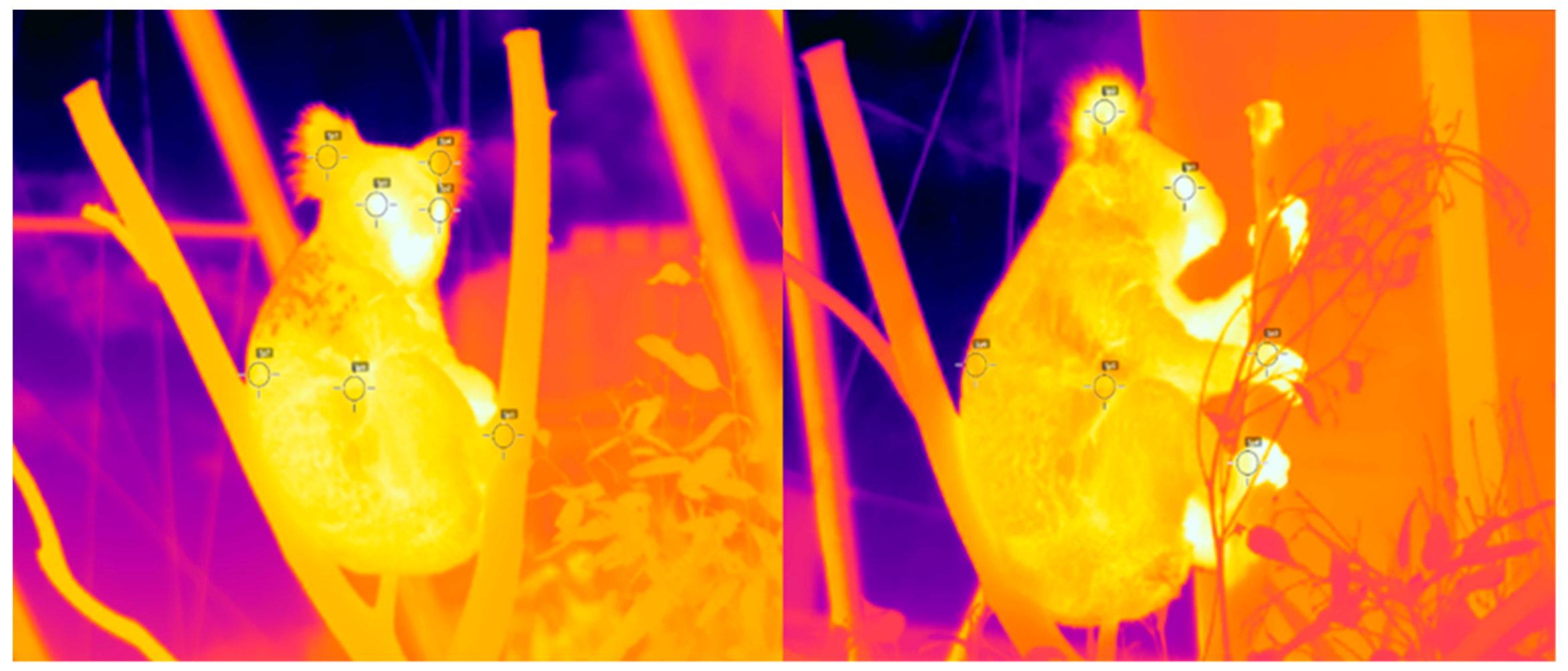 Animals Free FullText Using Thermal Imaging to Monitor Body
