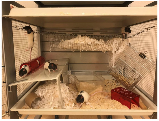 cage size for 2 rats