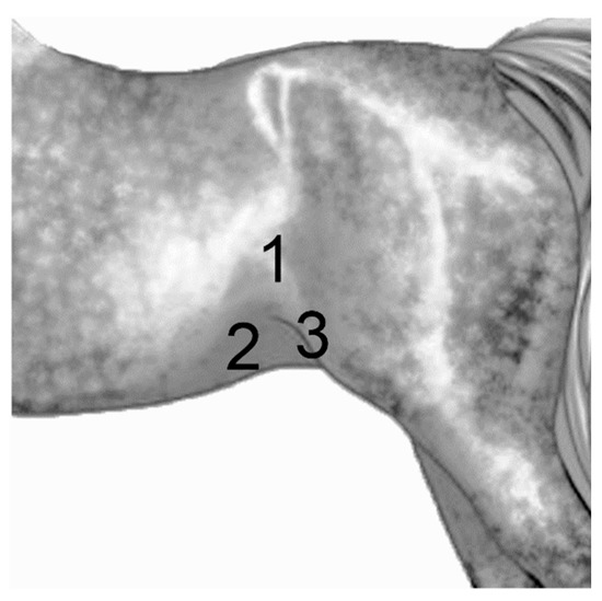 Animals Free FullText Small Intestine Ultrasound Findings on
