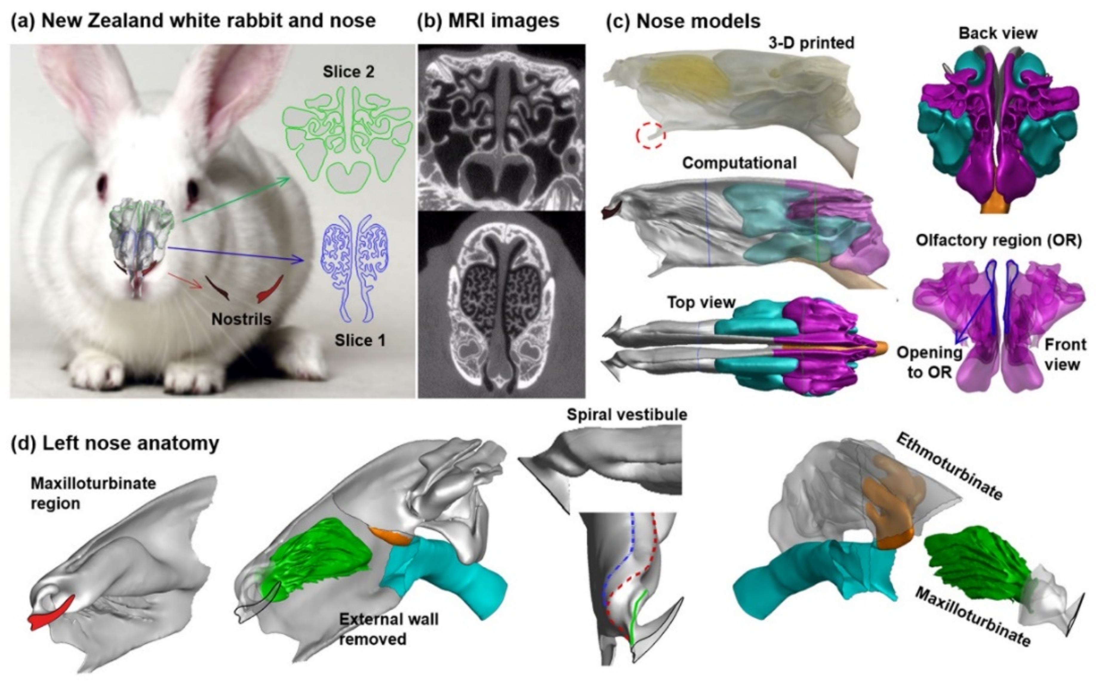 Animals | Free Full-Text | Ventilation Modulation and Nanoparticle  Deposition in Respiratory and Olfactory Regions of Rabbit Nose