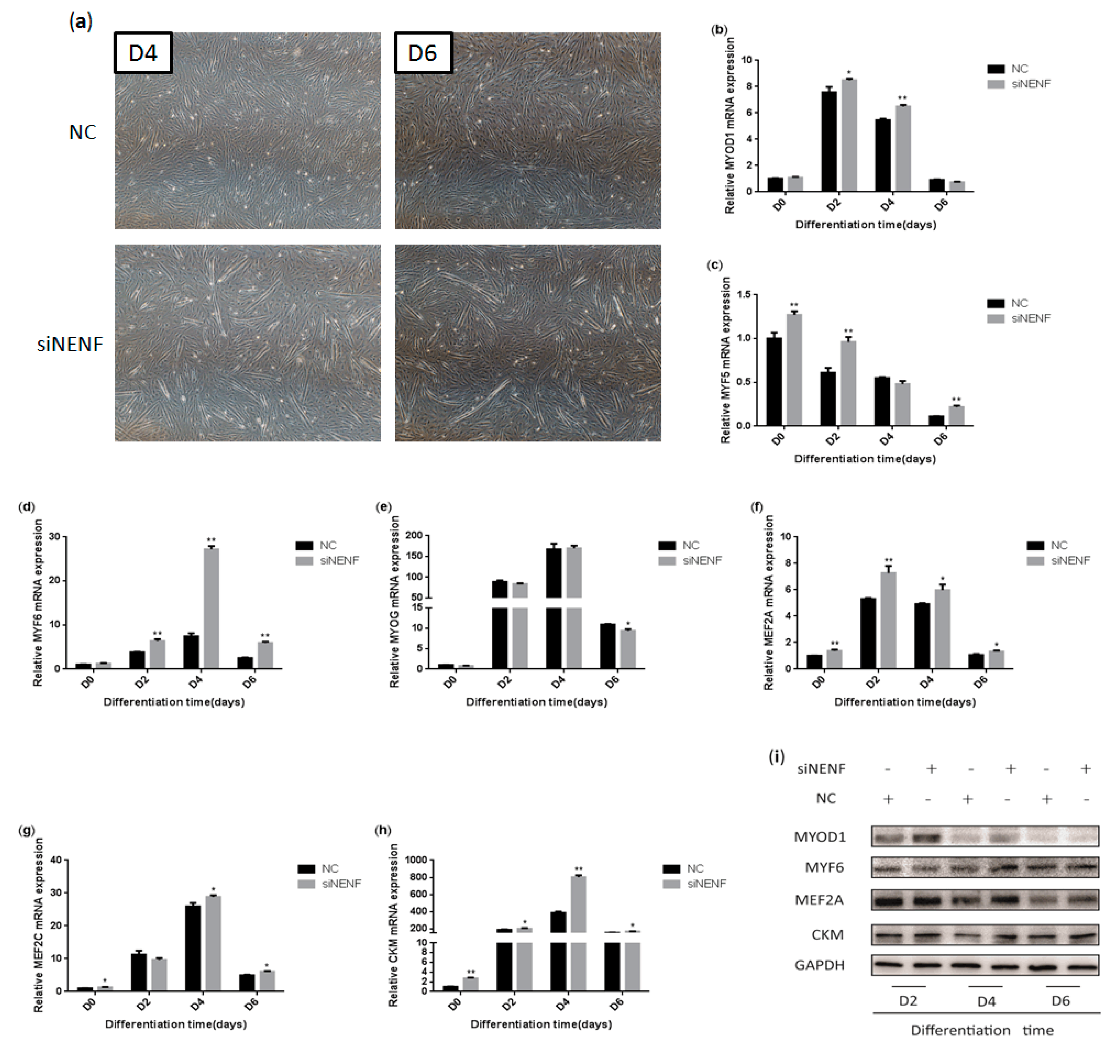 Animals 09 01109 g005 Animals 09 01109 g005