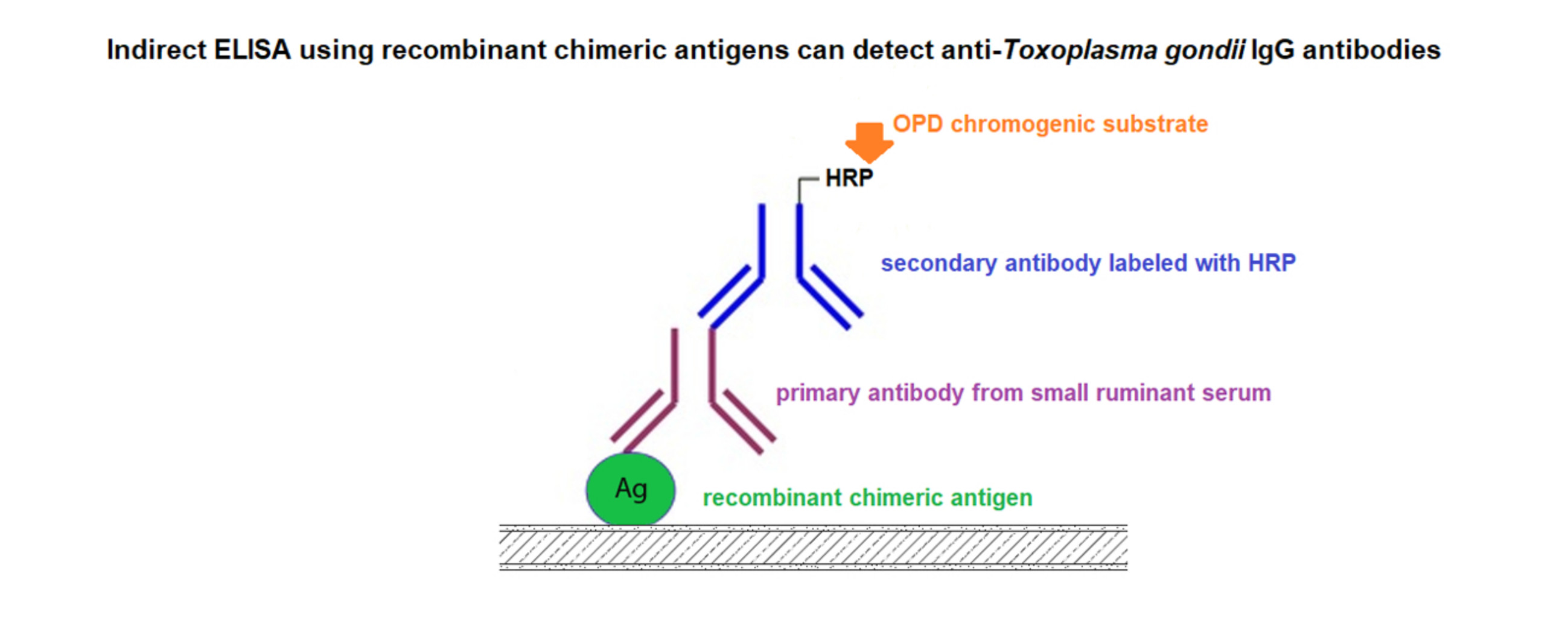toxoplazma immunglobulin a
