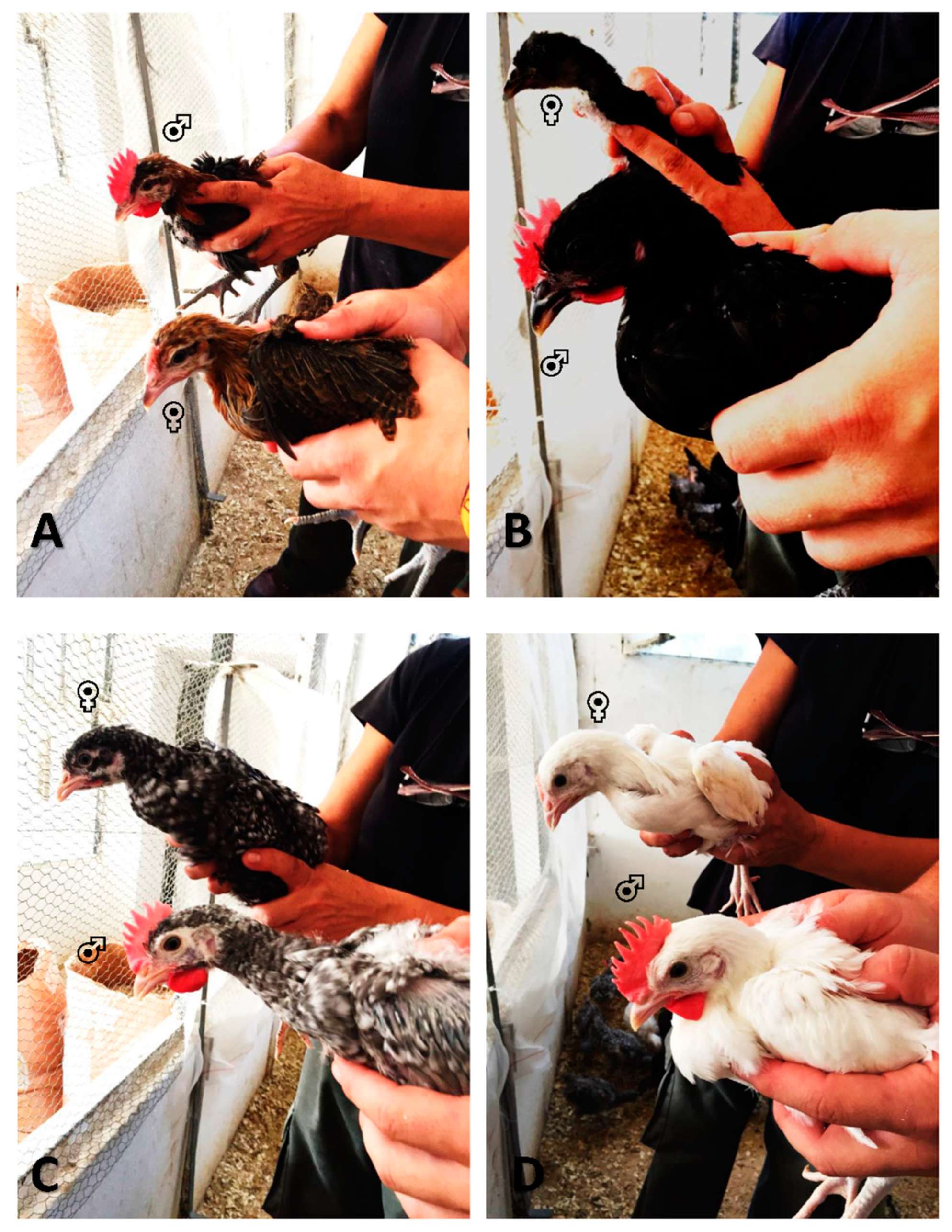 Animals 09 01165 g003