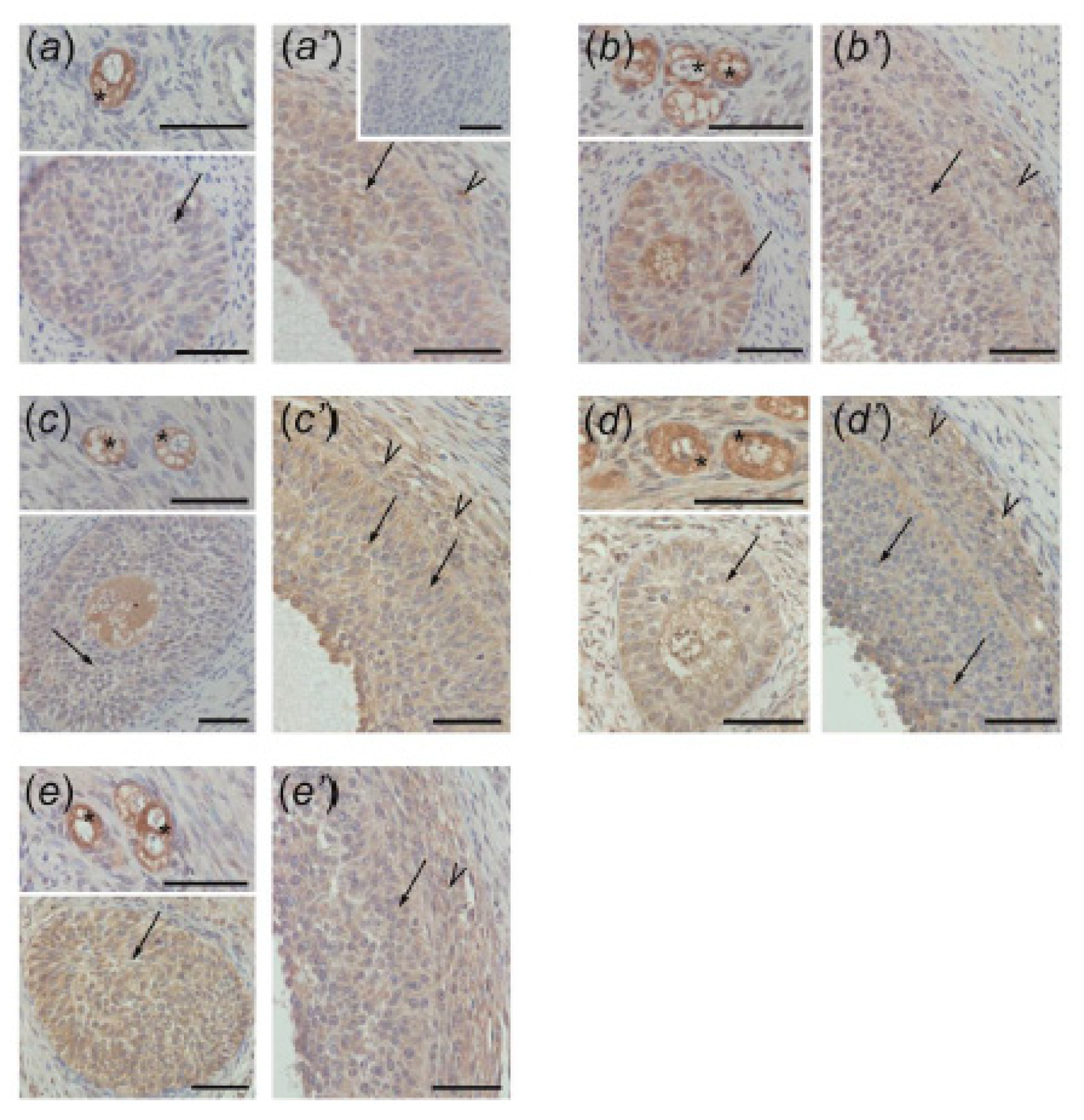 Animals 10 00012 g004 Animals 10 00012 g004