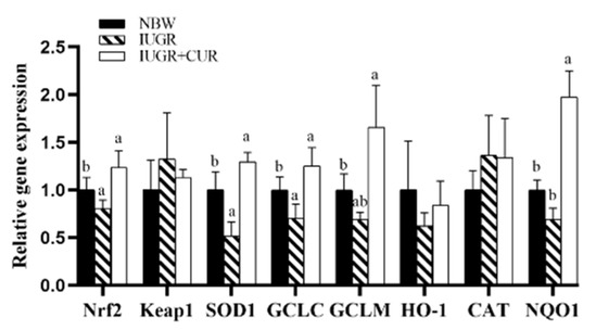 Curcumin Alleviates IUGR Jejunum Damage by Increasing