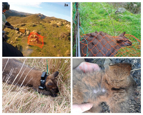 Animals | Free Full-Text | Efficacy and Animal Welfare Impacts of Novel Capture Methods for Two Species of Invasive Wild Mammals in New Zealand Animals | Free Full-Text | Efficacy and Animal Welfare Impacts of Novel Capture Methods for Two Species of Invasive Wild Mammals in New Zealand