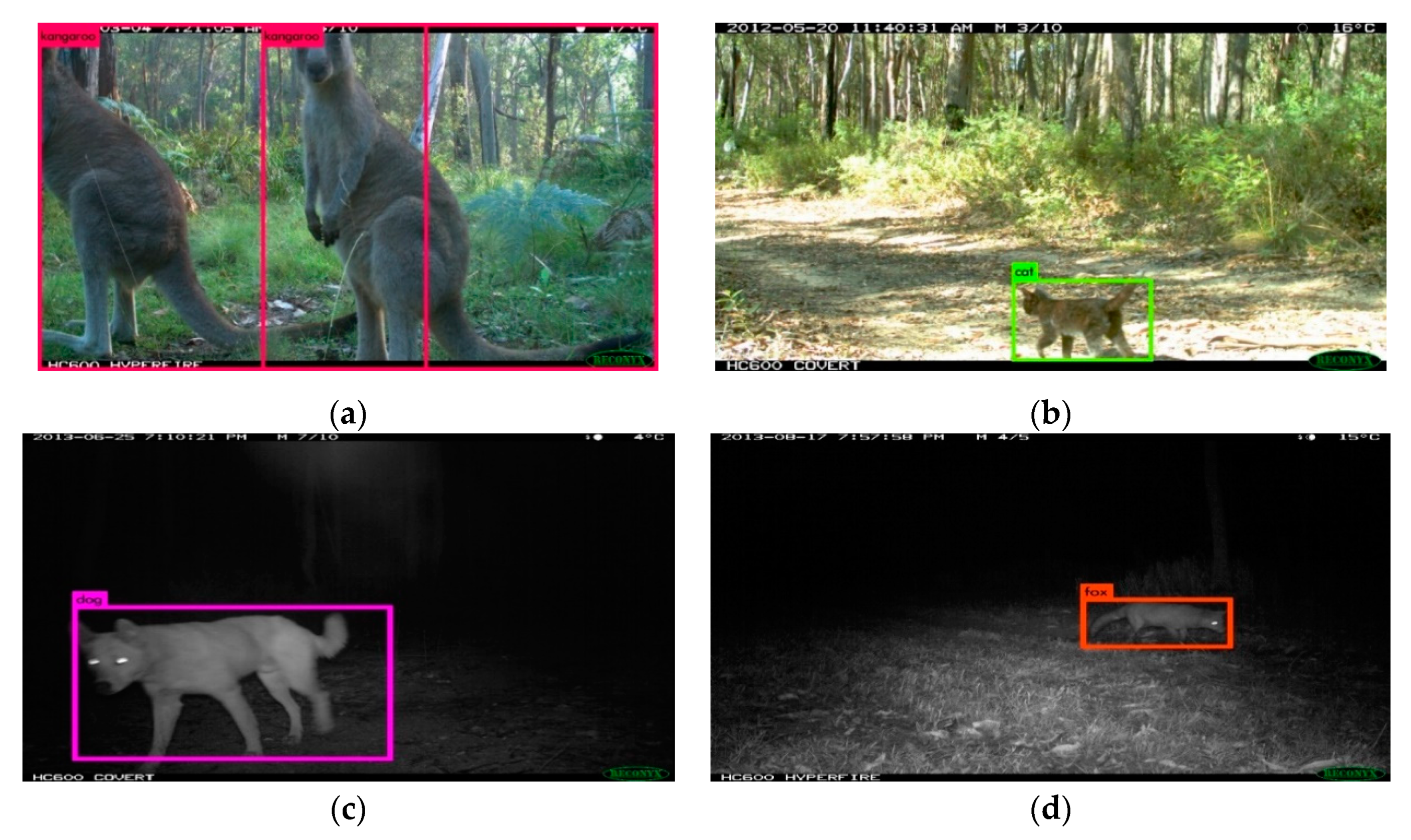 Animals | Free Full-Text | ClassifyMe: A Field-Scouting Software for the Identification of Wildlife in Camera Trap Images Animals | Free Full-Text | ClassifyMe: A Field-Scouting Software for the Identification of Wildlife in Camera Trap Images