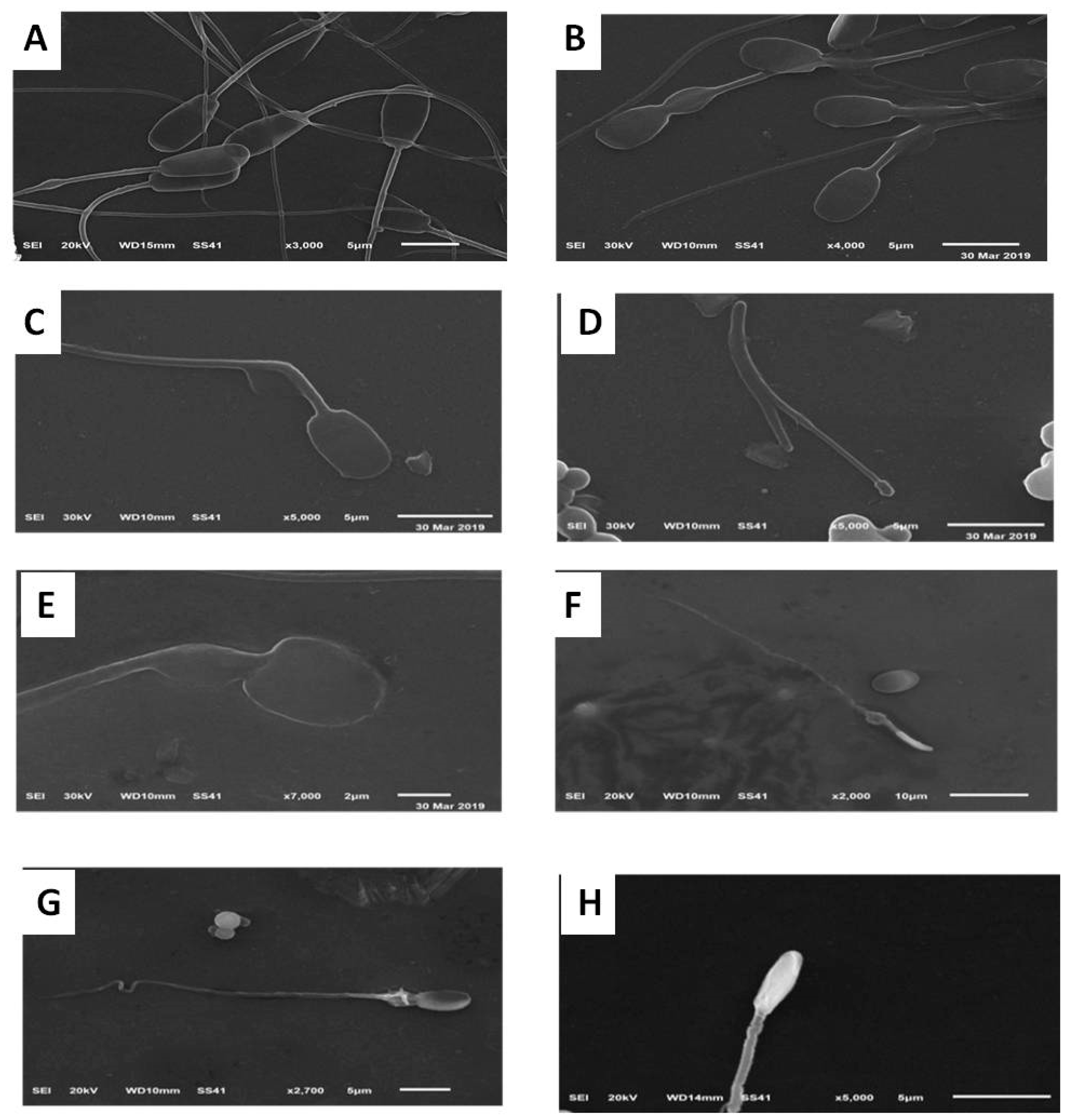 Animals 10 00078 g002 Animals 10 00078 g002