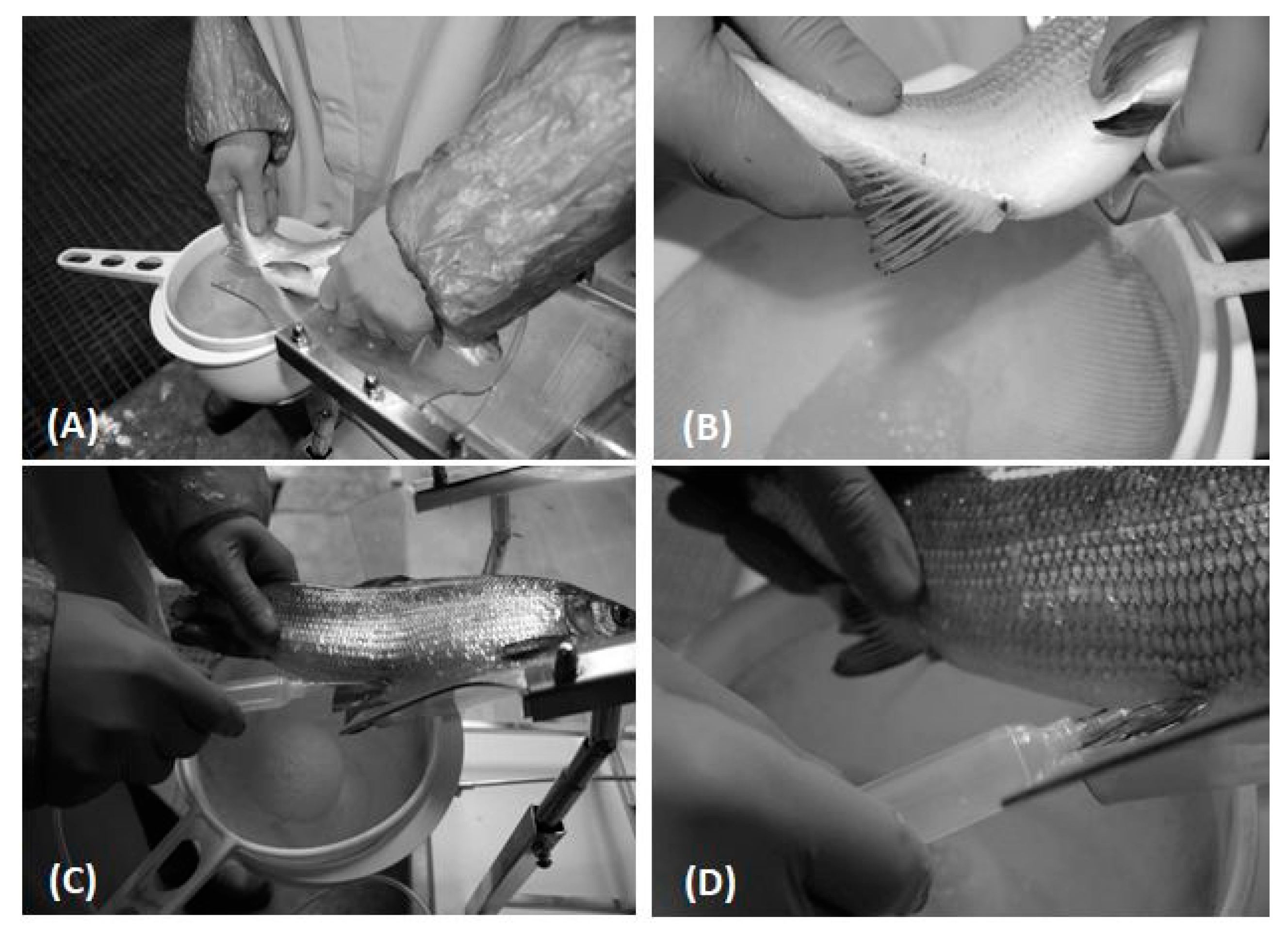 Animals 10 00097 g001