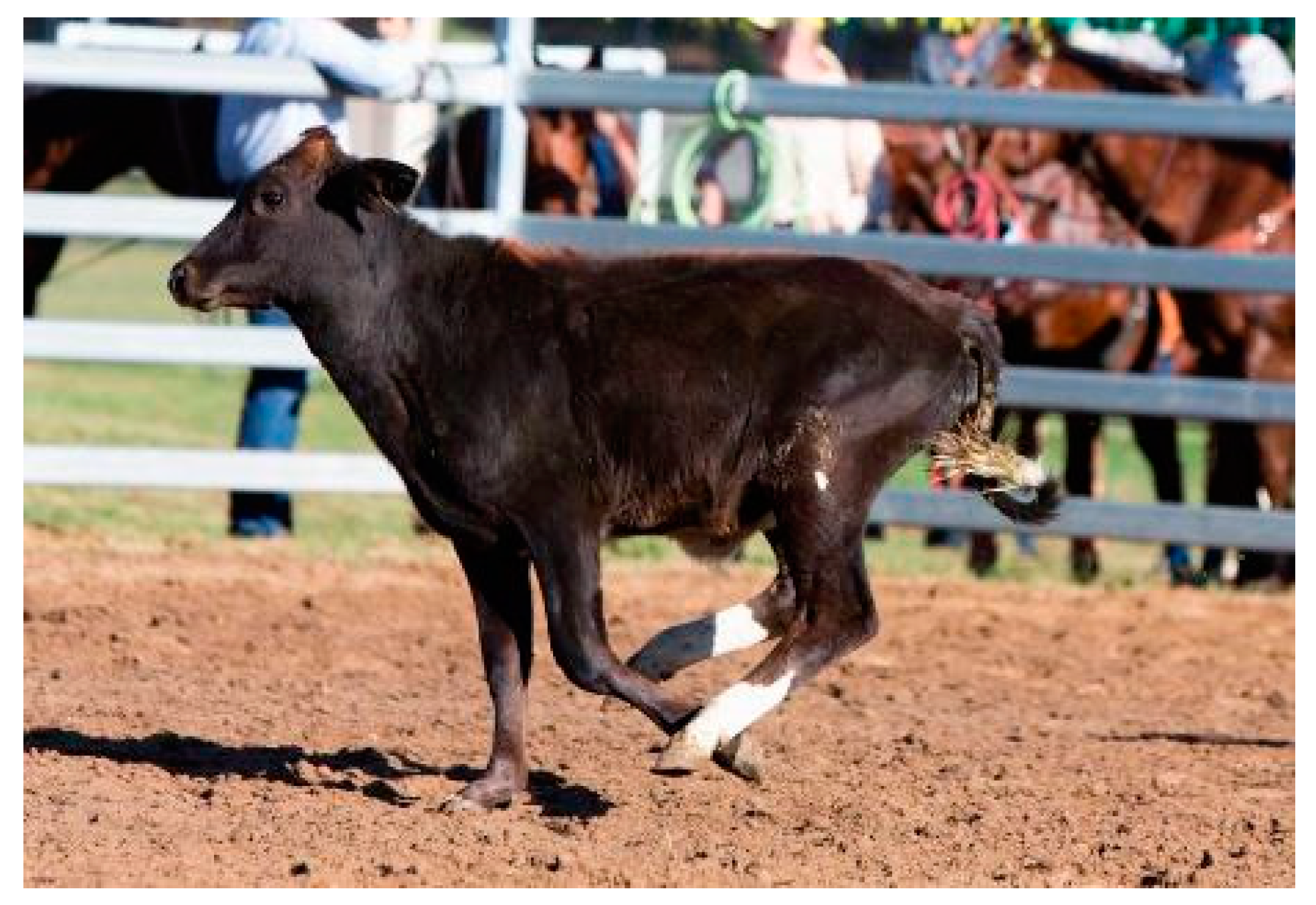 Animals | Free Full-Text | Exploring the Use of a Qualitative Behavioural  Assessment Approach to Assess Emotional State of Calves in Rodeos