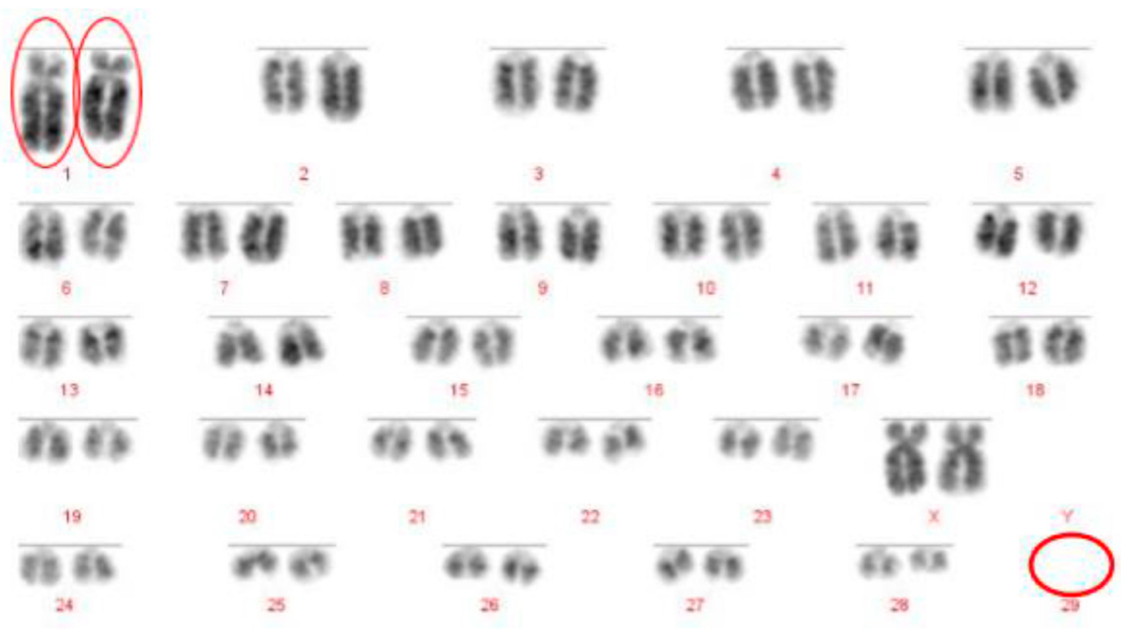 Animals 10 00114 g004